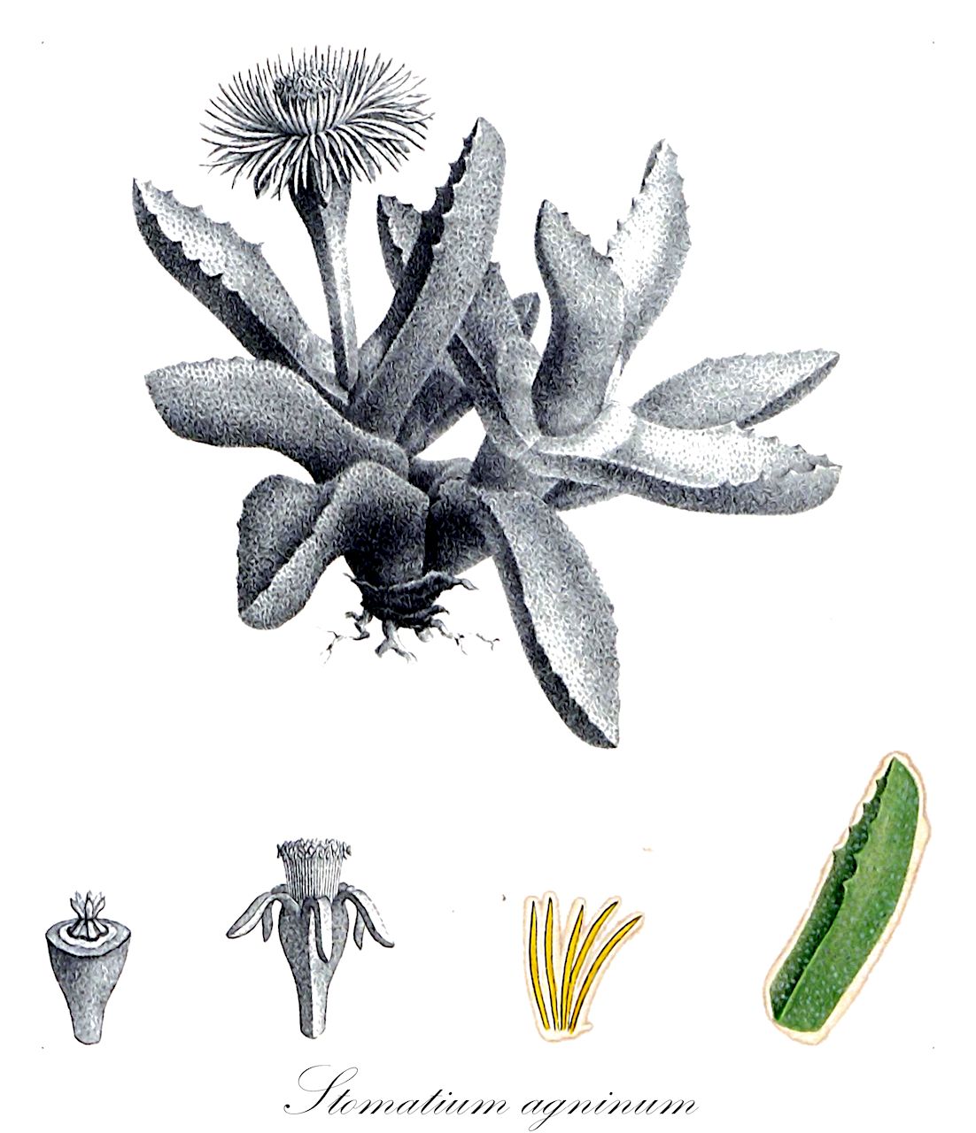 Stomatium agninum - Aizoaceae,Plantae,Pteridobiotina,Angiosperms,Caryophyllales,Aizoaceae,Ruschioideae,Stomatium,Stomatium agninum,Agnirictus agninum, Mesembryanthemum agninum, Mesembryanthemum agninum var. integrifolium, Stomatium agninum var. agninum, Stomatium agninum var. integrifolium