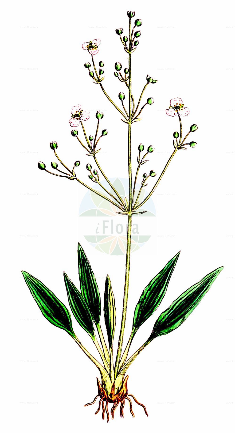 Historische Abbildung von Alisma lanceolatum (Lanzett-Froschlöffel - Narrow-leaved Water-Plantain). Das Bild zeigt Blatt, Bluete, Frucht und Same. ---- Historical Drawing of Alisma lanceolatum (Lanzett-Froschlöffel - Narrow-leaved Water-Plantain). The image is showing leaf, flower, fruit and seed.(Alisma lanceolatum,Lanzett-Froschlöffel,Narrow-leaved Water-Plantain,Alisma lanceolatum,Alisma stenophyllum,Lanzett-Froschloeffel,Narrow-leaved Water-Plantain,Lance-leaf Water Plantain,Lance-leaved Water Plantain,Alisma,Froschlöffel,Water Plantain,Alismataceae,Froschlöffelgewächse,Water Plantain family,Blatt,Bluete,Frucht,Same,leaf,flower,fruit,seed,Sowerby (1790-1813))