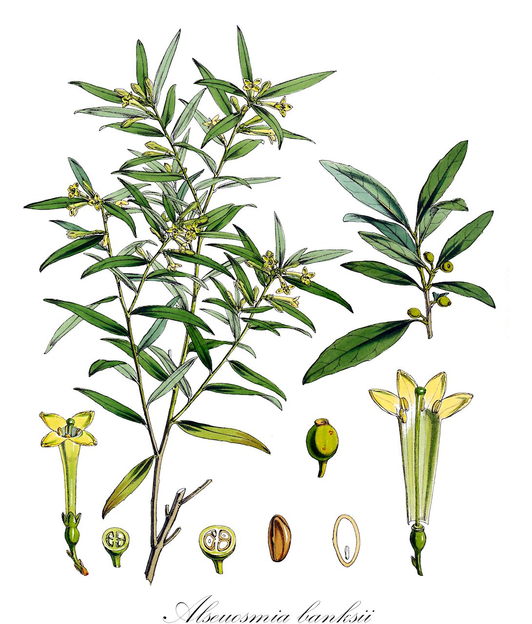 Alseuosmia banksii - Alseuosmiaceae,Plantae,Pteridobiotina,Angiosperms,Asterales,Alseuosmiaceae,Alseuosmia,Alseuosmia banksii