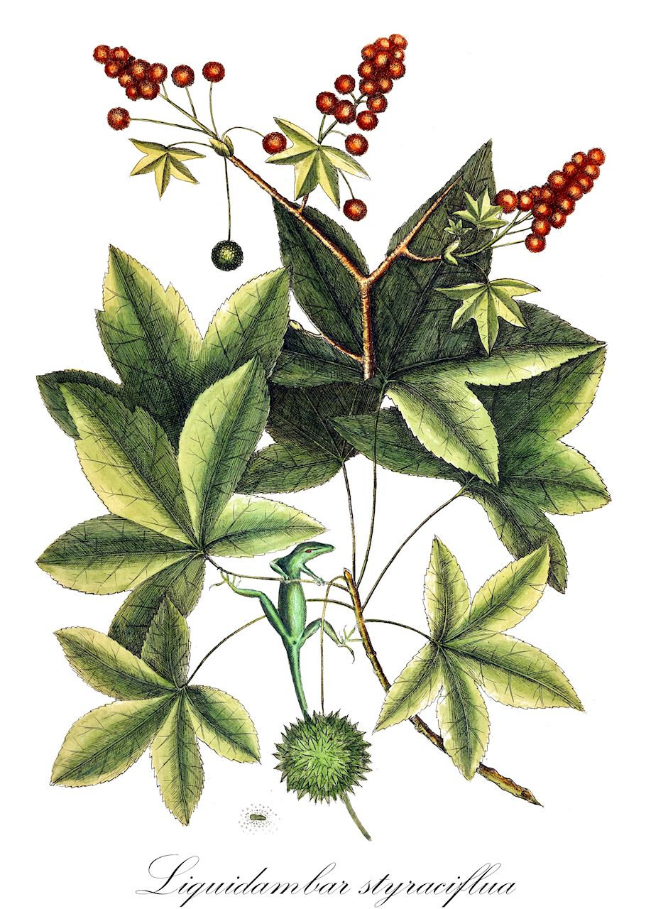 Liquidambar styraciflua - Altingiaceae,Plantae,Pteridobiotina,Angiosperms,Saxifragales,Altingiaceae,Liquidambar,Liquidambar styraciflua,Liquidambar barbata, Liquidambar gummifera, Liquidambar macrophylla, Liquidambar styraciflua f. pendula, Liquidambar styraciflua f. rotundiloba, Liquidambar styraciflua var. macrophylla, Liquidambar styraciflua var. mexicana, Liquidambar tuberculata,Amerikanischer Amberbaum;sweetgum;redgum