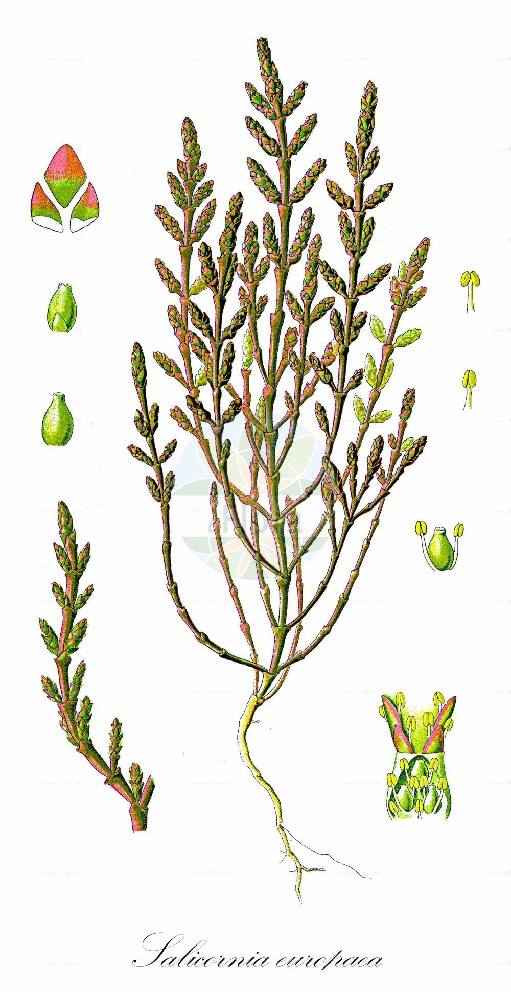 Historische Abbildung von Salicornia europaea (Europäischer Queller - Common Glasswort). Das Bild zeigt Blatt, Bluete, Frucht und Same. ---- Historical Drawing of Salicornia europaea (Europäischer Queller - Common Glasswort). The image is showing leaf, flower, fruit and seed.(Salicornia europaea,Europäischer Queller,Common Glasswort,Salicornia annua,Salicornia europaea,Salicornia herbacea,Europaeischer Queller,Gewoehnlicher Queller,Kurzaehren-Queller,Queller,Common Glasswort,Purple Glasswort,Glaucous Glasswort,Red Swampfire,Slender Grasswort,Salicornia,Queller,Glassworts,Amaranthaceae,Fuchsschwanzgewächse,Pigweed family,Blatt,Bluete,Frucht,Same,leaf,flower,fruit,seed,Thomé (1885))