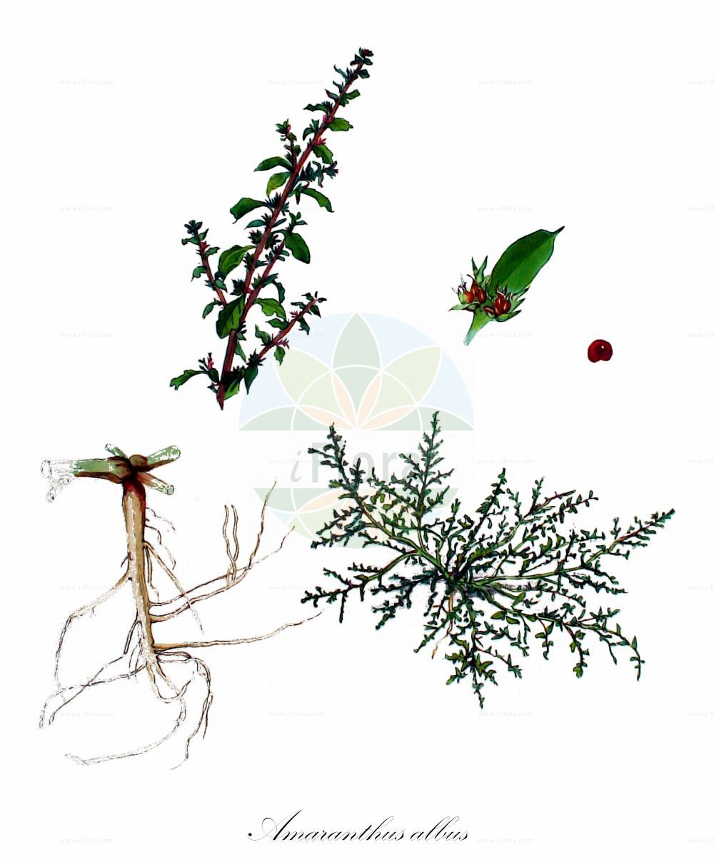 Historische Abbildung von Amaranthus albus (Weißer Fuchsschwanz - White Pigweed). Das Bild zeigt Blatt, Bluete, Frucht und Same. ---- Historical Drawing of Amaranthus albus (Weißer Fuchsschwanz - White Pigweed). The image is showing leaf, flower, fruit and seed.(Amaranthus albus,Weißer Fuchsschwanz,White Pigweed,Amaranthus albus,Glomeraria alba,Weisser Fuchsschwanz,Weisser Amarant,White Pigweed,Prostrate Pigweed,Tumble Amaranth,Mediterranean Amaranth,Tumble Pigweed,Tumbleweed,Tumbleweed Amaranth,Amaranthus,Fuchsschwanz,Pigweed,Amaranthaceae,Fuchsschwanzgewächse,Pigweed family,Blatt,Bluete,Frucht,Same,leaf,flower,fruit,seed,Kops (1800-1934))