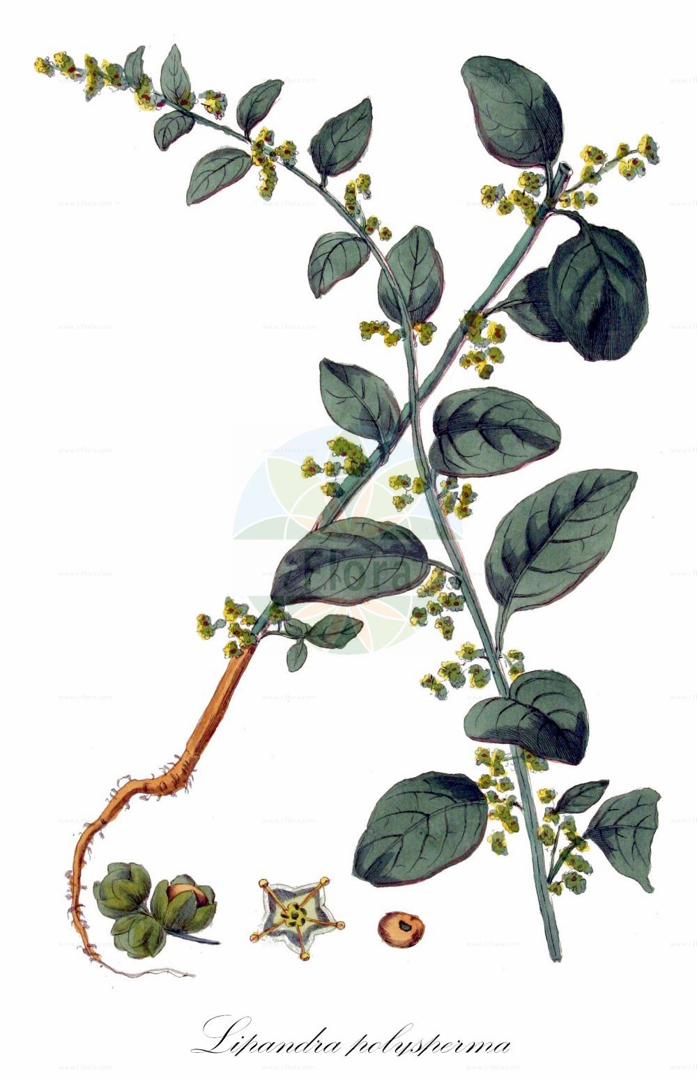 Historische Abbildung von Lipandra polysperma (Vielsamiger Gänsefuß - Many-seeded Goosefoot). Das Bild zeigt Blatt, Bluete, Frucht und Same. ---- Historical Drawing of Lipandra polysperma (Vielsamiger Gänsefuß - Many-seeded Goosefoot). The image is showing leaf, flower, fruit and seed.(Lipandra polysperma,Vielsamiger Gänsefuß,Many-seeded Goosefoot,Chenopodium acutifolium,Chenopodium polyspermum,Lipandra polysperma,Vielsamiger Gaensefuss,Many-seeded Goosefoot,Allseed,Manyseed Goosefoot,Lipandra,Amaranthaceae,Fuchsschwanzgewächse,Pigweed family,Blatt,Bluete,Frucht,Same,leaf,flower,fruit,seed,Kops (1800-1934))