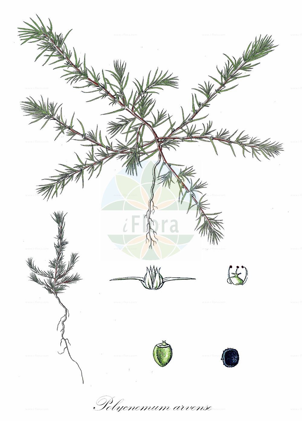 Historische Abbildung von Polycnemum arvense (Acker-Knorpelkraut - Field Polycnemum). Das Bild zeigt Blatt, Bluete, Frucht und Same. ---- Historical Drawing of Polycnemum arvense (Acker-Knorpelkraut - Field Polycnemum). The image is showing leaf, flower, fruit and seed.(Polycnemum arvense,Acker-Knorpelkraut,Field Polycnemum,Polycnemum arvense,Polycnemum minus,Acker-Knorpelkraut,Field Polycnemum,Field Needleleaf,Polycnemum,Knorpelkraut,Polycneum,Amaranthaceae,Fuchsschwanzgewächse,Pigweed family,Blatt,Bluete,Frucht,Same,leaf,flower,fruit,seed)