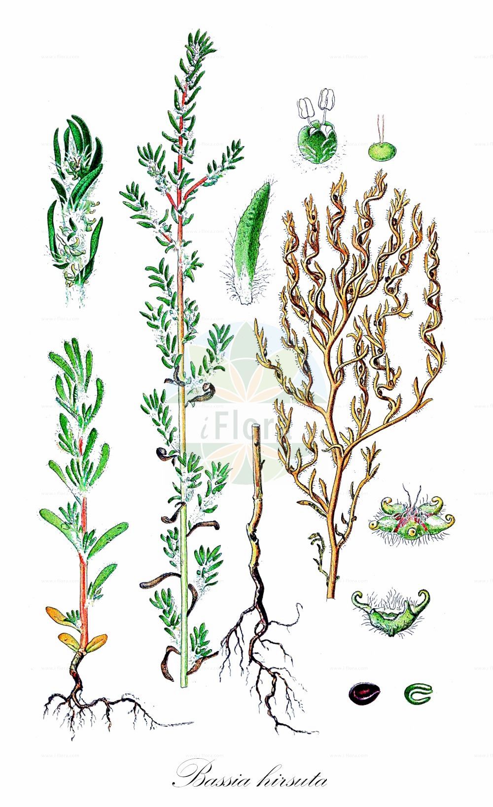 Historische Abbildung von Bassia hirsuta (Rauhaarige Dornmelde - Hairy Seablite). Das Bild zeigt Blatt, Bluete, Frucht und Same. ---- Historical Drawing of Bassia hirsuta (Rauhaarige Dornmelde - Hairy Seablite). The image is showing leaf, flower, fruit and seed.(Bassia hirsuta,Rauhaarige Dornmelde,Hairy Seablite,Bassia hirsuta,Chenopodium hirsutum,Echinopsilon hirsutum,Kochia hirsuta,Rauhaarige Dornmelde,Rauhhaarige Dornmelde,Hairy Seablite,Hairy Smotherweed,Bassia,Dornmelde,Smotherweed,Amaranthaceae,Fuchsschwanzgewächse,Pigweed family,Blatt,Bluete,Frucht,Same,leaf,flower,fruit,seed,Lindman (1901-1905))