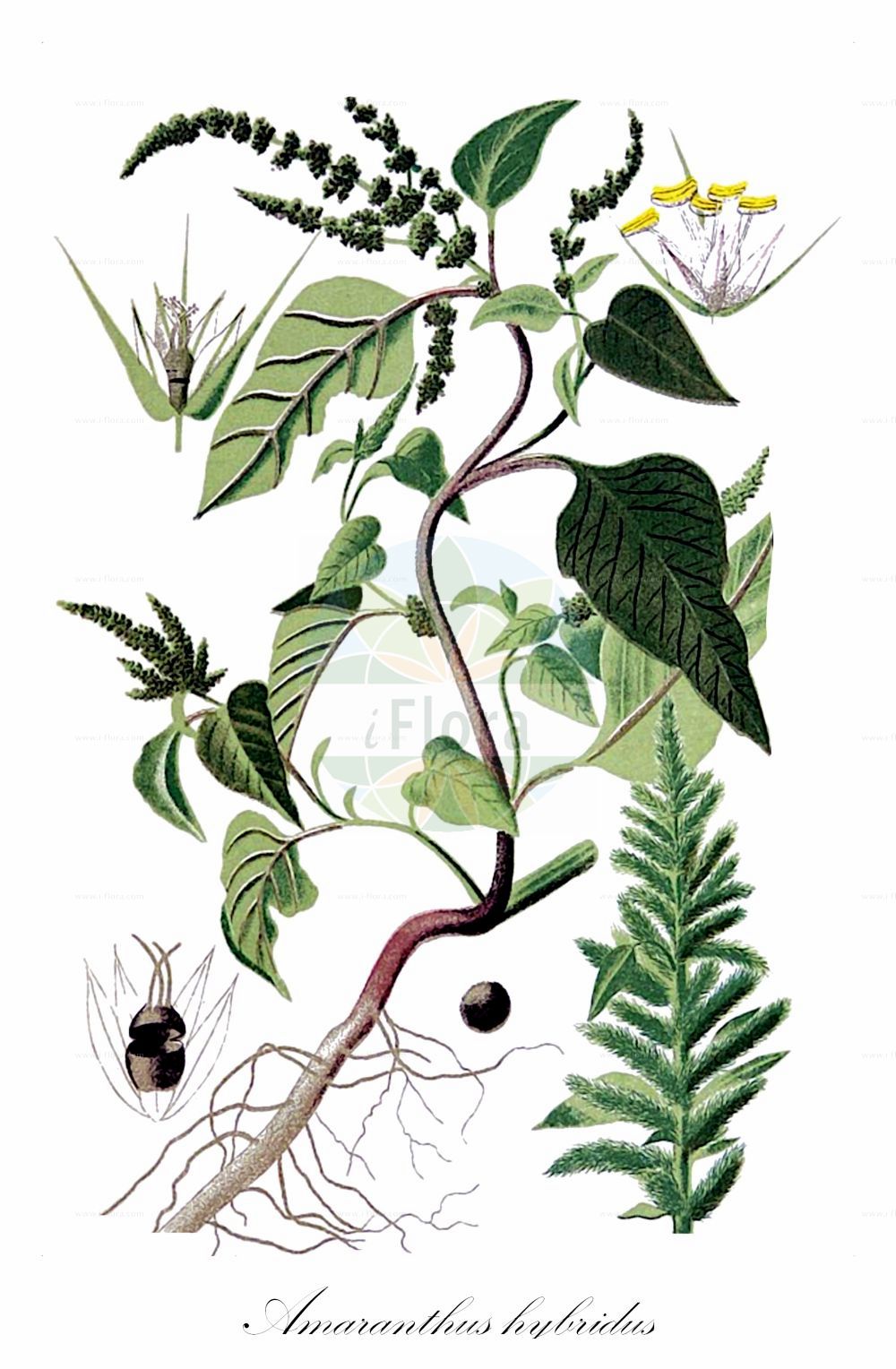 Historische Abbildung von Amaranthus hybridus agg. (Grünähriger Fuchsschwanz - Green Amaranth). Das Bild zeigt Blatt, Bluete, Frucht und Same. ---- Historical Drawing of Amaranthus hybridus agg. (Grünähriger Fuchsschwanz - Green Amaranth). The image is showing leaf, flower, fruit and seed.(Amaranthus hybridus agg.,Grünähriger Fuchsschwanz,Green Amaranth,Amaranthus hybridus agg.,Gruenaehriger Fuchsschwanz,Gruenaehriger Fuchsschwanz,Green Amaranth,Green Pigweed,Slim Amaranth,Smooth Pigweed,Spleen Amaranth,Wild Blite,Amaranthus,Fuchsschwanz,Pigweed,Amaranthaceae,Fuchsschwanzgewächse,Pigweed family,Blatt,Bluete,Frucht,Same,leaf,flower,fruit,seed,Bettfreund (1898-1901))