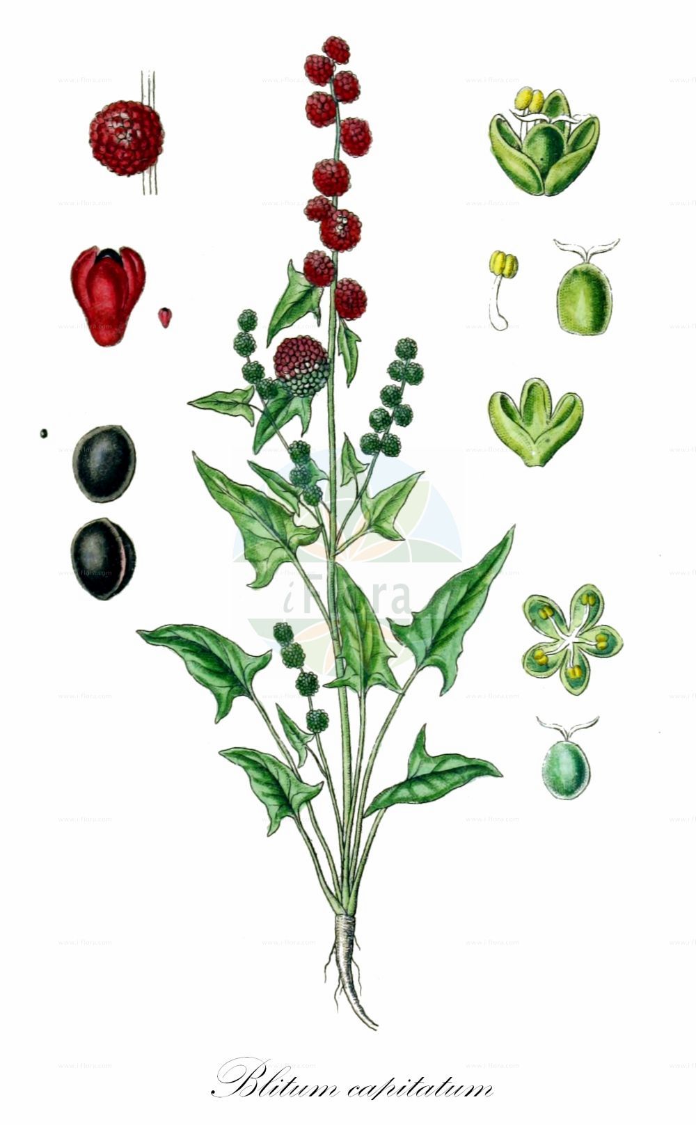 Historische Abbildung von Blitum capitatum (Strawberry-blite). Das Bild zeigt Blatt, Bluete, Frucht und Same. ---- Historical Drawing of Blitum capitatum (Strawberry-blite). The image is showing leaf, flower, fruit and seed.(Blitum capitatum,Strawberry-blite,Blitum capitatum,Chenopodium capitatum,Blitum,Amaranthaceae,Fuchsschwanzgewächse,Pigweed family,Blatt,Bluete,Frucht,Same,leaf,flower,fruit,seed,Sturm (1796f))