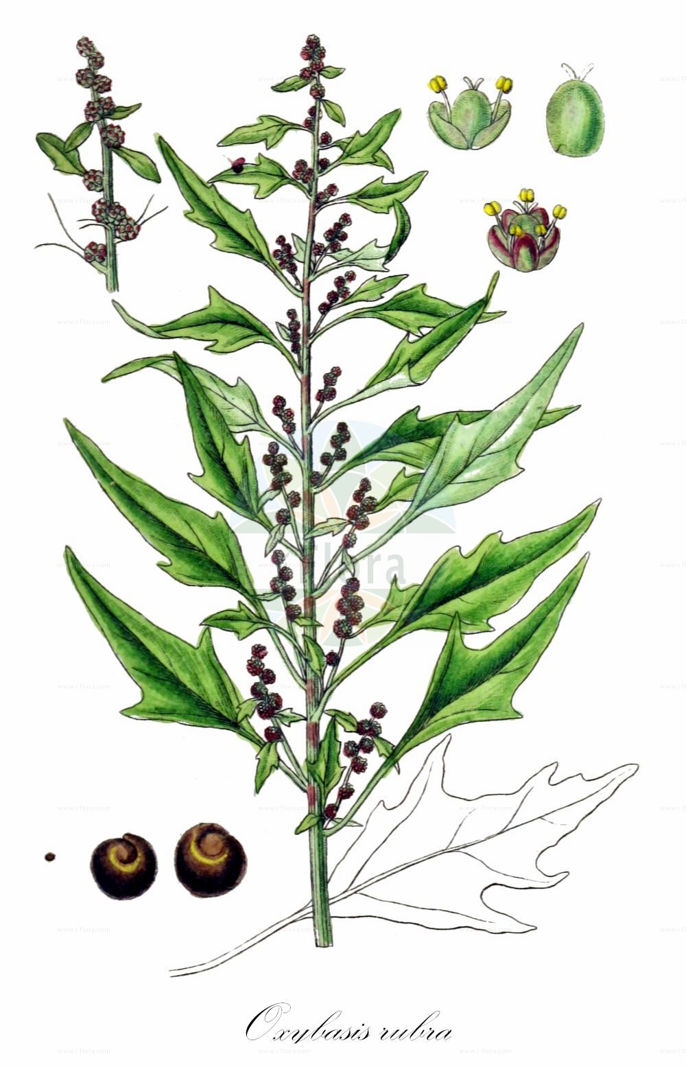 Historische Abbildung von Oxybasis rubra (Roter Gänsefuß - Red Goosefoot). Das Bild zeigt Blatt, Bluete, Frucht und Same. ---- Historical Drawing of Oxybasis rubra (Roter Gänsefuß - Red Goosefoot). The image is showing leaf, flower, fruit and seed.(Oxybasis rubra,Roter Gänsefuß,Red Goosefoot,Blitum rubrum,Chenopodium blitoides,Chenopodium rubrum,Oxybasis rubra,Roter Gaensefuss,Red Goosefoot,Coast Blite,Oxybasis,Amaranthaceae,Fuchsschwanzgewächse,Pigweed family,Blatt,Bluete,Frucht,Same,leaf,flower,fruit,seed,Sturm (1796f))
