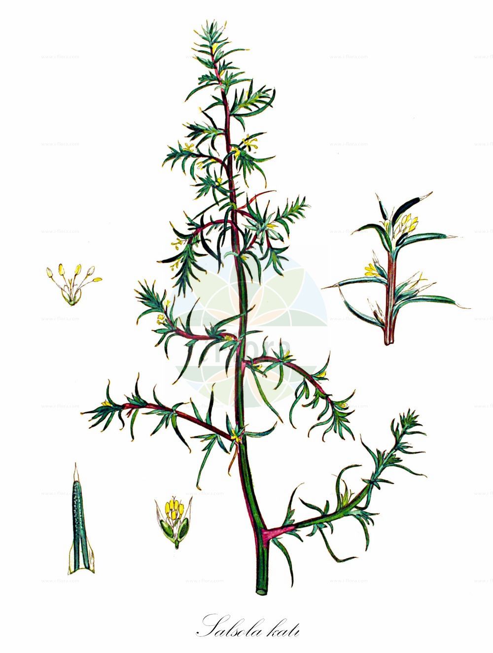 Historische Abbildung von Salsola kali (Gewöhnliches Kali-Salzkraut - Prickly Saltwort). Das Bild zeigt Blatt, Bluete, Frucht und Same. ---- Historical Drawing of Salsola kali (Gewöhnliches Kali-Salzkraut - Prickly Saltwort). The image is showing leaf, flower, fruit and seed.(Salsola kali,Gewöhnliches Kali-Salzkraut,Prickly Saltwort,Kali australis,Salsola kali,Gewoehnliches Kali-Salzkraut,Kuesten-Salzkraut,Ungarisches Salzkraut,Prickly Saltwort,Prickly Glasswort,Slender Russian Thistle,Prickly Russian Thistle,Roly-poly,Russian Thistle,Spiny Saltwort,Salsola,Salzkraut,Russian Thistle,Amaranthaceae,Fuchsschwanzgewächse,Pigweed family,Blatt,Bluete,Frucht,Same,leaf,flower,fruit,seed,Kops (1800-1934))