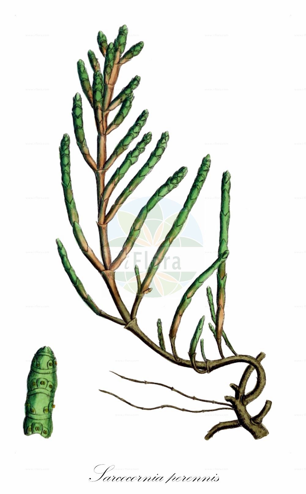 Historische Abbildung von Sarcocornia perennis (Perennial Glasswort). Das Bild zeigt Blatt, Bluete, Frucht und Same. ---- Historical Drawing of Sarcocornia perennis (Perennial Glasswort). The image is showing leaf, flower, fruit and seed.(Sarcocornia perennis,Perennial Glasswort,Arthrocnemum perenne,Salicornia lignosa,Salicornia longispicata,Salicornia perennis,Salicornia radicans,Sarcocornia perennis,Sarcocornia,Amaranthaceae,Fuchsschwanzgewächse,Pigweed family,Blatt,Bluete,Frucht,Same,leaf,flower,fruit,seed,Sowerby (1790-1813))