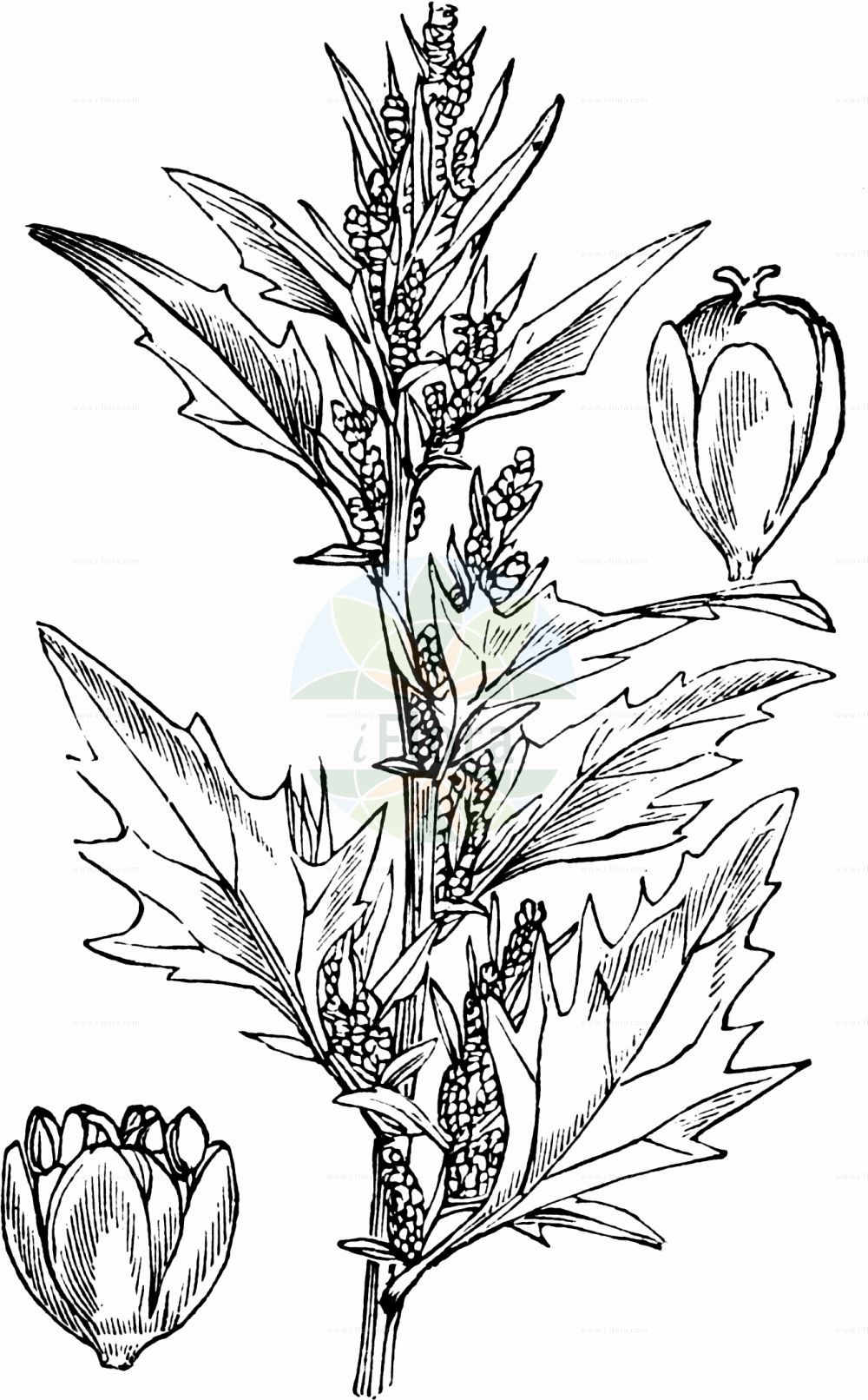 Historische Abbildung von Oxybasis rubra (Roter Gänsefuß - Red Goosefoot). Das Bild zeigt Blatt, Bluete, Frucht und Same. ---- Historical Drawing of Oxybasis rubra (Roter Gänsefuß - Red Goosefoot). The image is showing leaf, flower, fruit and seed.(Oxybasis rubra,Roter Gänsefuß,Red Goosefoot,Blitum rubrum,Chenopodium blitoides,Chenopodium rubrum,Oxybasis rubra,Roter Gaensefuss,Red Goosefoot,Coast Blite,Oxybasis,Amaranthaceae,Fuchsschwanzgewächse,Pigweed family,Blatt,Bluete,Frucht,Same,leaf,flower,fruit,seed,Fitch et al. (1880))