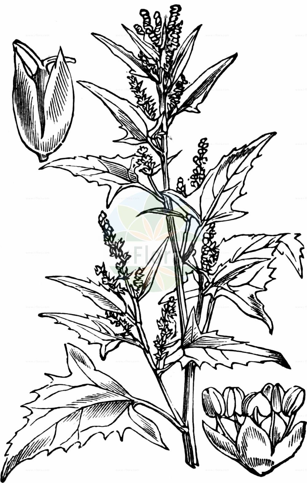 Historische Abbildung von Atriplex patula (Spreizende Melde - Common Orache). Das Bild zeigt Blatt, Bluete, Frucht und Same. ---- Historical Drawing of Atriplex patula (Spreizende Melde - Common Orache). The image is showing leaf, flower, fruit and seed.(Atriplex patula,Spreizende Melde,Common Orache,Atriplex amana,Atriplex angustifolia,Atriplex erecta,Atriplex macrodira,Atriplex patula,Atriplex patula subsp. producta,Spreizende Melde,Common Orache,Gmelin's Saltbush,Spear Saltbush,Halberdleaf Orache,Spreading Orache,Atriplex,Melde,Saltbush,Amaranthaceae,Fuchsschwanzgewächse,Pigweed family,Blatt,Bluete,Frucht,Same,leaf,flower,fruit,seed,Fitch et al. (1880))