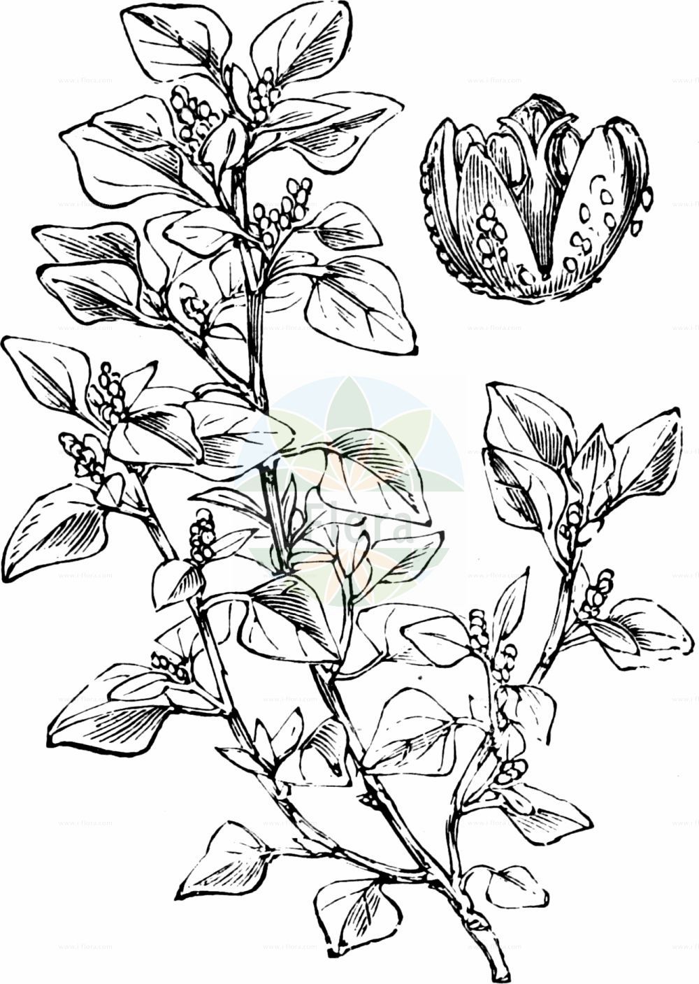 Historische Abbildung von Chenopodium vulvaria (Stinkender Gänsefuß - Stinking Goosefoot). Das Bild zeigt Blatt, Bluete, Frucht und Same. ---- Historical Drawing of Chenopodium vulvaria (Stinkender Gänsefuß - Stinking Goosefoot). The image is showing leaf, flower, fruit and seed.(Chenopodium vulvaria,Stinkender Gänsefuß,Stinking Goosefoot,Chenopodium foetidum,Chenopodium olidum,Chenopodium vulvaria,Stinkender Gaensefuss,Stinking Goosefoot,Chenopodium,Gänsefuß,Goosefoot,Amaranthaceae,Fuchsschwanzgewächse,Pigweed family,Blatt,Bluete,Frucht,Same,leaf,flower,fruit,seed,Fitch et al. (1880))
