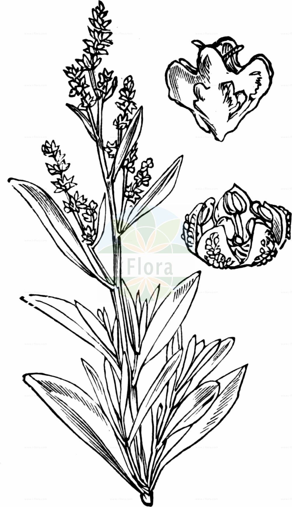 Historische Abbildung von Halimione portulacoides (Portulak-Keilmelde - Sea-purslane). Das Bild zeigt Blatt, Bluete, Frucht und Same. ---- Historical Drawing of Halimione portulacoides (Portulak-Keilmelde - Sea-purslane). The image is showing leaf, flower, fruit and seed.(Halimione portulacoides,Portulak-Keilmelde,Sea-purslane,Atriplex portulacoides,Halimione portulacoides,Obione portulacoides,Portulak-Keilmelde,Sea-purslane,Halimione,Keilmelde,Amaranthaceae,Fuchsschwanzgewächse,Pigweed family,Blatt,Bluete,Frucht,Same,leaf,flower,fruit,seed,Fitch et al. (1880))