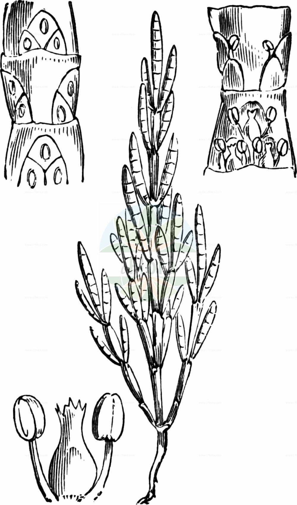 Historische Abbildung von Salicornia europaea (Europäischer Queller - Common Glasswort). Das Bild zeigt Blatt, Bluete, Frucht und Same. ---- Historical Drawing of Salicornia europaea (Europäischer Queller - Common Glasswort). The image is showing leaf, flower, fruit and seed.(Salicornia europaea,Europäischer Queller,Common Glasswort,Salicornia annua,Salicornia europaea,Salicornia herbacea,Europaeischer Queller,Gewoehnlicher Queller,Kurzaehren-Queller,Queller,Common Glasswort,Purple Glasswort,Glaucous Glasswort,Red Swampfire,Slender Grasswort,Salicornia,Queller,Glassworts,Amaranthaceae,Fuchsschwanzgewächse,Pigweed family,Blatt,Bluete,Frucht,Same,leaf,flower,fruit,seed,Fitch et al. (1880))