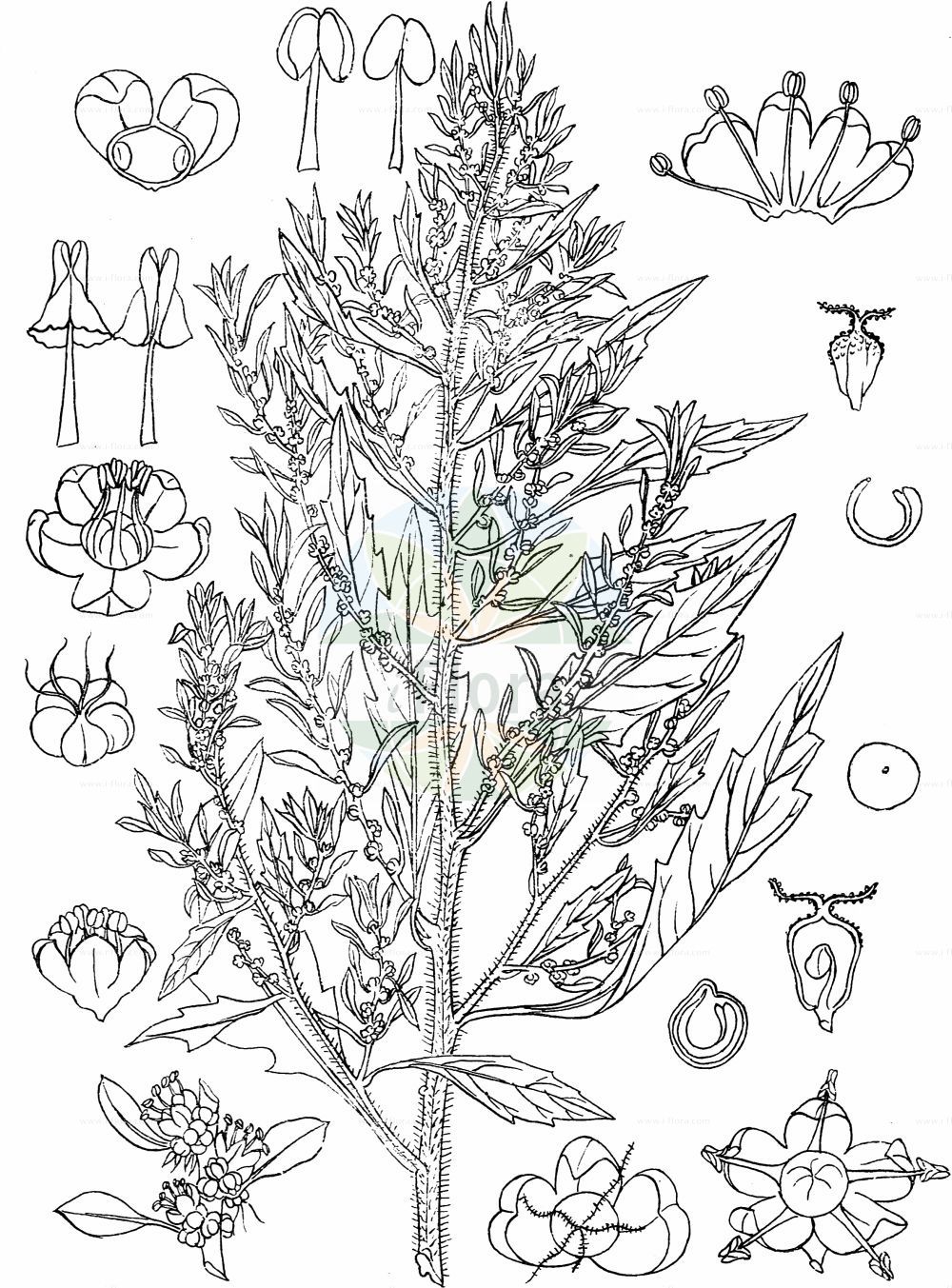 Historische Abbildung von Dysphania ambrosioides (Duft-Drüsengänsefuß - Mexican-tea). Das Bild zeigt Blatt, Bluete, Frucht und Same. ---- Historical Drawing of Dysphania ambrosioides (Duft-Drüsengänsefuß - Mexican-tea). The image is showing leaf, flower, fruit and seed.(Dysphania ambrosioides,Duft-Drüsengänsefuß,Mexican-tea,Chenopodium ambrosioides,Chenopodium integrifolium,Chenopodium suffruticosum,Dysphania ambrosioides,Duft-Druesengaensefuss,Duft-Gaensefuss,Mexikanischer Gaensefuss,Mexikanisches Teekraut,Taubenkrautaehnlicher Gaensefuss,Tee-Gaensefuss,Mexican-tea,Indian Goosefoot,Wormseed,Dysphania,Drüsengänsefuß,Goosefoot,Amaranthaceae,Fuchsschwanzgewächse,Pigweed family,Blatt,Bluete,Frucht,Same,leaf,flower,fruit,seed,Kirtikar & Basu (1918))