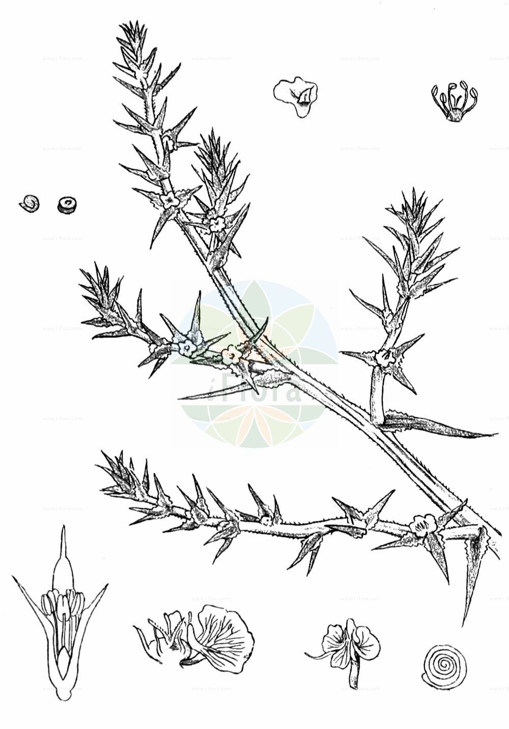Historische Abbildung von Salsola kali (Gewöhnliches Kali-Salzkraut - Prickly Saltwort). Das Bild zeigt Blatt, Bluete, Frucht und Same. ---- Historical Drawing of Salsola kali (Gewöhnliches Kali-Salzkraut - Prickly Saltwort). The image is showing leaf, flower, fruit and seed.(Salsola kali,Gewöhnliches Kali-Salzkraut,Prickly Saltwort,Kali australis,Salsola kali,Gewoehnliches Kali-Salzkraut,Kuesten-Salzkraut,Ungarisches Salzkraut,Prickly Saltwort,Prickly Glasswort,Slender Russian Thistle,Prickly Russian Thistle,Roly-poly,Russian Thistle,Spiny Saltwort,Salsola,Salzkraut,Russian Thistle,Amaranthaceae,Fuchsschwanzgewächse,Pigweed family,Blatt,Bluete,Frucht,Same,leaf,flower,fruit,seed,Kirtikar & Basu (1918))
