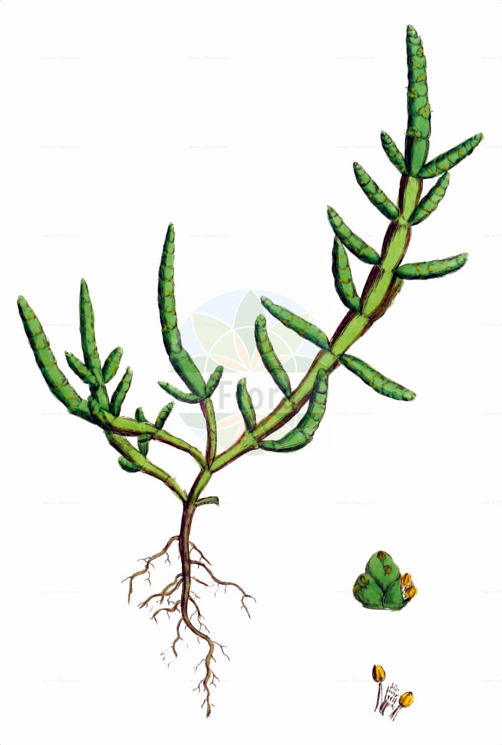 Historische Abbildung von Salicornia procumbens (Sandwatt-Queller - Yellow Glasswort). Das Bild zeigt Blatt, Bluete, Frucht und Same. ---- Historical Drawing of Salicornia procumbens (Sandwatt-Queller - Yellow Glasswort). The image is showing leaf, flower, fruit and seed.(Salicornia procumbens,Sandwatt-Queller,Yellow Glasswort,Salicornia dolichostachya,Salicornia oliveri,Salicornia procumbens,Salicornia stricta subsp. procumbens,,Sandwatt-Queller,Yellow Glasswort,Long-spiked Glasswort,Salicornia,Queller,Glassworts,Amaranthaceae,Fuchsschwanzgewächse,Pigweed family,Blatt,Bluete,Frucht,Same,leaf,flower,fruit,seed,Sowerby (1790-1813))