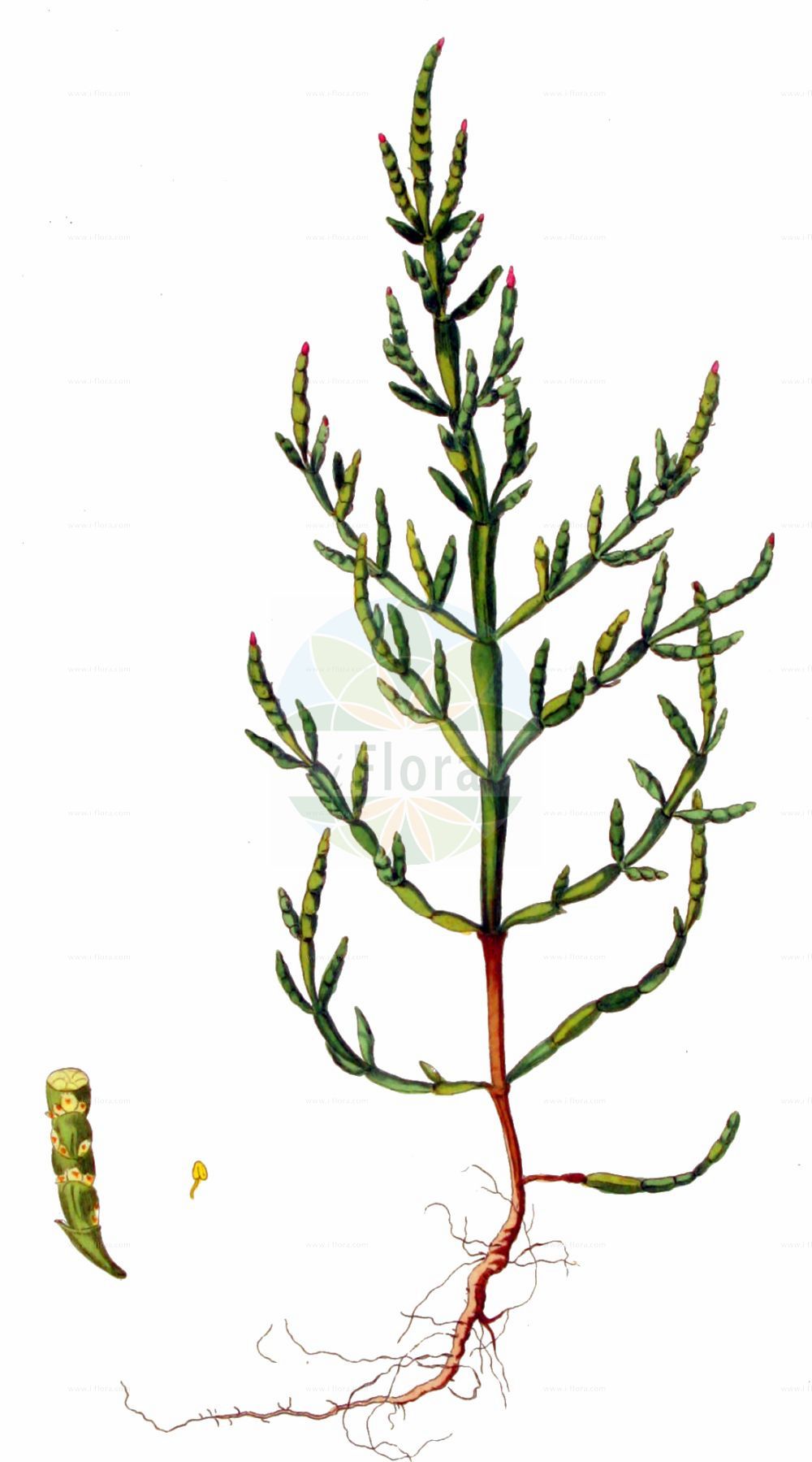 Historische Abbildung von Salicornia europaea (Europäischer Queller - Common Glasswort). Das Bild zeigt Blatt, Bluete, Frucht und Same. ---- Historical Drawing of Salicornia europaea (Europäischer Queller - Common Glasswort). The image is showing leaf, flower, fruit and seed.(Salicornia europaea,Europäischer Queller,Common Glasswort,Salicornia annua,Salicornia europaea,Salicornia herbacea,Europaeischer Queller,Gewoehnlicher Queller,Kurzaehren-Queller,Queller,Common Glasswort,Purple Glasswort,Glaucous Glasswort,Red Swampfire,Slender Grasswort,Salicornia,Queller,Glassworts,Amaranthaceae,Fuchsschwanzgewächse,Pigweed family,Blatt,Bluete,Frucht,Same,leaf,flower,fruit,seed,Kops (1800-1934))