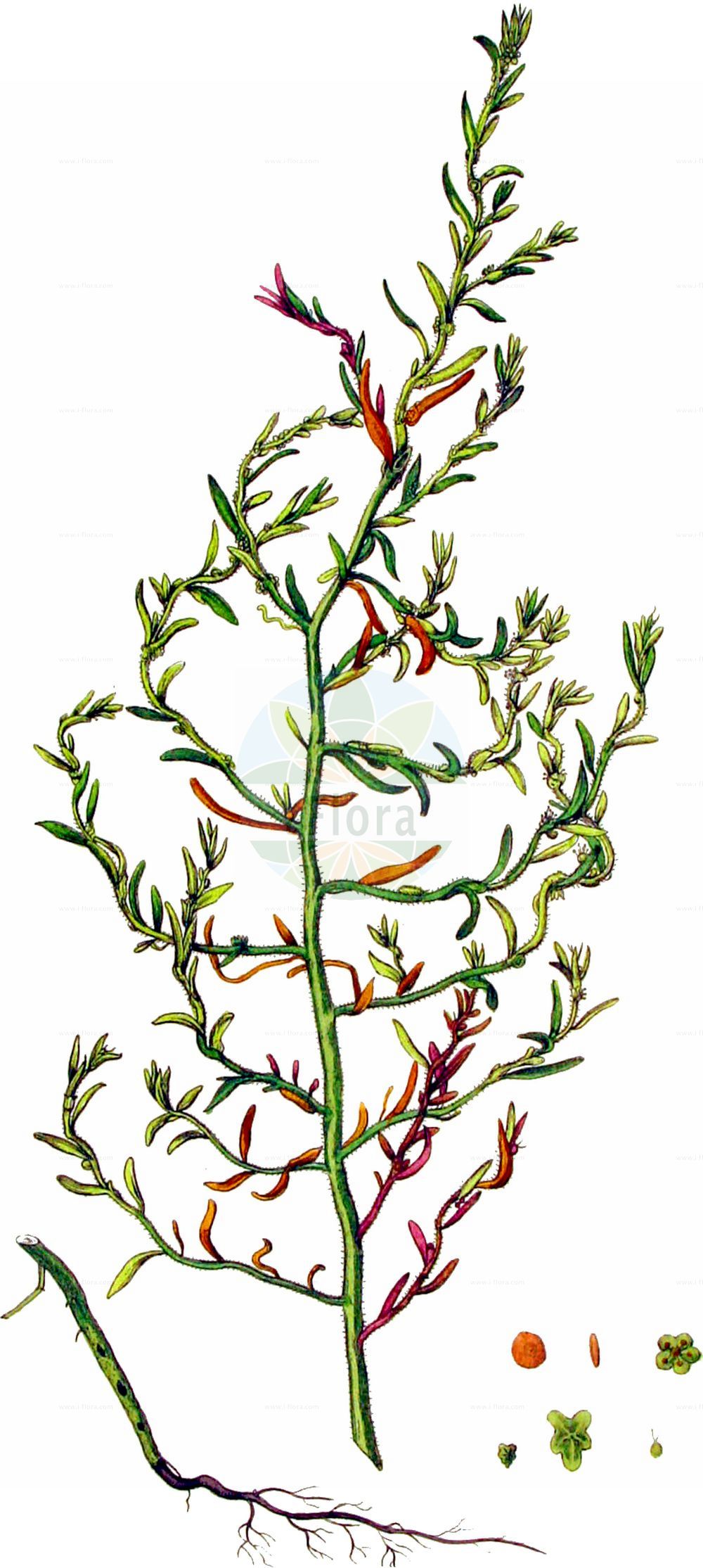 Historische Abbildung von Bassia hirsuta (Rauhaarige Dornmelde - Hairy Seablite). Das Bild zeigt Blatt, Bluete, Frucht und Same. ---- Historical Drawing of Bassia hirsuta (Rauhaarige Dornmelde - Hairy Seablite). The image is showing leaf, flower, fruit and seed.(Bassia hirsuta,Rauhaarige Dornmelde,Hairy Seablite,Bassia hirsuta,Chenopodium hirsutum,Echinopsilon hirsutum,Kochia hirsuta,Rauhaarige Dornmelde,Rauhhaarige Dornmelde,Hairy Seablite,Hairy Smotherweed,Bassia,Dornmelde,Smotherweed,Amaranthaceae,Fuchsschwanzgewächse,Pigweed family,Blatt,Bluete,Frucht,Same,leaf,flower,fruit,seed,Kops (1800-1934))