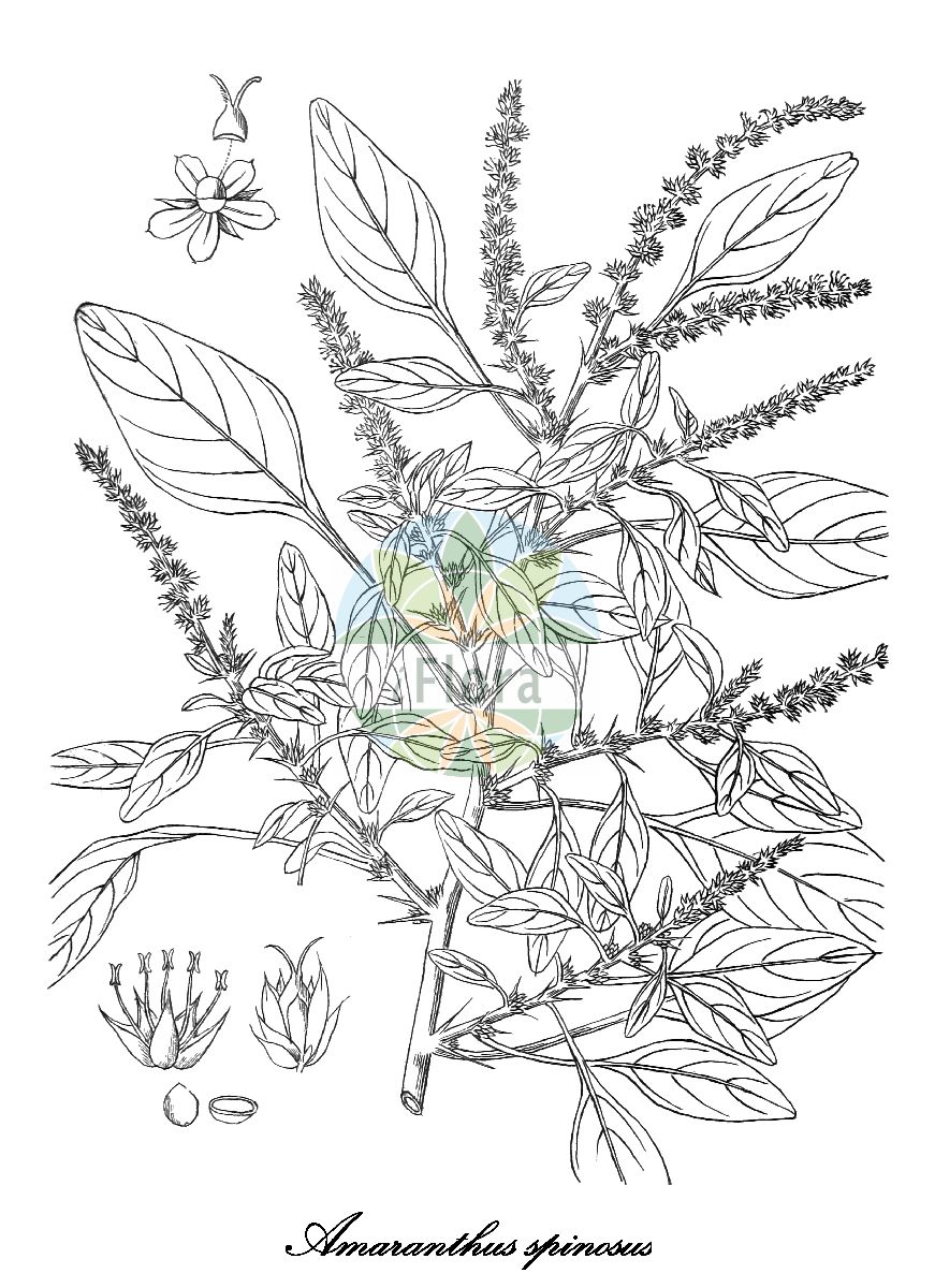 Historische Abbildung von Amaranthus spinosus (Dorniger Fuchsschwanz - Spiny amaranth). Das Bild zeigt Blatt, Bluete, Frucht und Same. ---- Historical Drawing of Amaranthus spinosus (Dorniger Fuchsschwanz - Spiny amaranth). The image is showing leaf, flower, fruit and seed.(Amaranthus spinosus,Dorniger Fuchsschwanz,Spiny amaranth,Galliaria spinosa,Amaranthus,Amarant,Amaranth,Amaranthaceae,Fuchsschwanzgewächse,Amaranth Family,Blatt,Bluete,Frucht,Same,leaf,flower,fruit,seed,Kirtikar & Basu (1918))