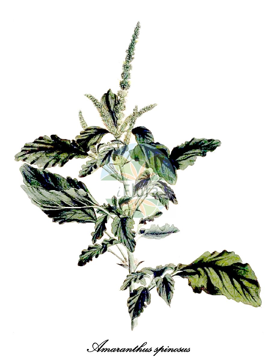 Historische Abbildung von Amaranthus spinosus (Dorniger Fuchsschwanz - Spiny amaranth). Das Bild zeigt Blatt, Bluete, Frucht und Same. ---- Historical Drawing of Amaranthus spinosus (Dorniger Fuchsschwanz - Spiny amaranth). The image is showing leaf, flower, fruit and seed.(Amaranthus spinosus,Dorniger Fuchsschwanz,Spiny amaranth,Galliaria spinosa,Amaranthus,Amarant,Amaranth,Amaranthaceae,Fuchsschwanzgewächse,Amaranth Family,Blatt,Bluete,Frucht,Same,leaf,flower,fruit,seed,Willdenow (1790))