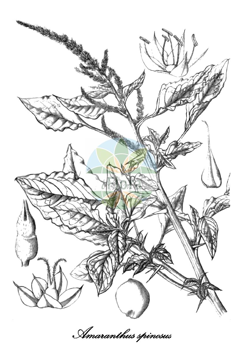 Historische Abbildung von Amaranthus spinosus (Dorniger Fuchsschwanz - Spiny amaranth). Das Bild zeigt Blatt, Bluete, Frucht und Same. ---- Historical Drawing of Amaranthus spinosus (Dorniger Fuchsschwanz - Spiny amaranth). The image is showing leaf, flower, fruit and seed.(Amaranthus spinosus,Dorniger Fuchsschwanz,Spiny amaranth,Galliaria spinosa,Amaranthus,Amarant,Amaranth,Amaranthaceae,Fuchsschwanzgewächse,Amaranth Family,Blatt,Bluete,Frucht,Same,leaf,flower,fruit,seed,Wood & Evans (1898-1912))
