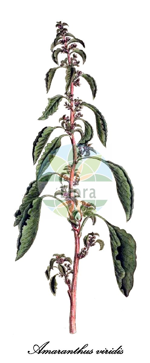 Historische Abbildung von Amaranthus viridis (Grüner Fuchsschwanz - Slender amaranth). Das Bild zeigt Blatt, Bluete, Frucht und Same. ---- Historical Drawing of Amaranthus viridis (Grüner Fuchsschwanz - Slender amaranth). The image is showing leaf, flower, fruit and seed.(Amaranthus viridis,Grüner Fuchsschwanz,Slender amaranth,Amaranthus spicatus,Euxolus viridis,Glomeraria viridis,Pyxidium viride,Amaranthus,Amarant,Amaranth,Amaranthaceae,Fuchsschwanzgewächse,Amaranth Family,Blatt,Bluete,Frucht,Same,leaf,flower,fruit,seed,Willdenow (1790))