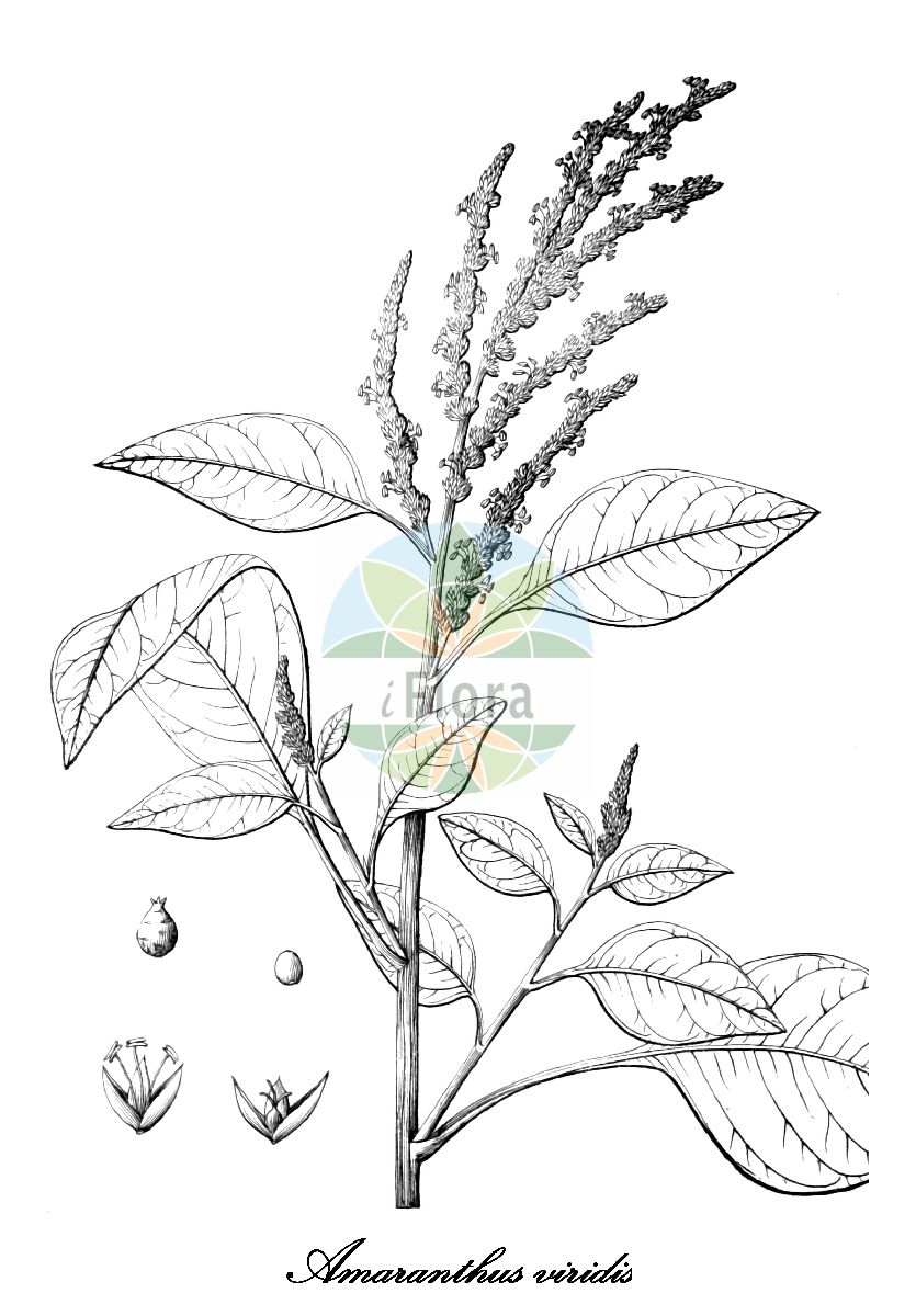 Historische Abbildung von Amaranthus viridis (Grüner Fuchsschwanz - Slender amaranth). Das Bild zeigt Blatt, Bluete, Frucht und Same. ---- Historical Drawing of Amaranthus viridis (Grüner Fuchsschwanz - Slender amaranth). The image is showing leaf, flower, fruit and seed.(Amaranthus viridis,Grüner Fuchsschwanz,Slender amaranth,Amaranthus spicatus,Euxolus viridis,Glomeraria viridis,Pyxidium viride,Amaranthus,Amarant,Amaranth,Amaranthaceae,Fuchsschwanzgewächse,Amaranth Family,Blatt,Bluete,Frucht,Same,leaf,flower,fruit,seed,Wight (1846-1851))