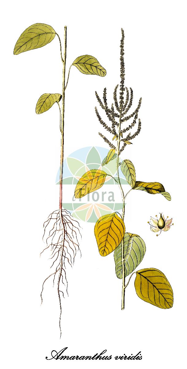 Historische Abbildung von Amaranthus viridis (Grüner Fuchsschwanz - Slender amaranth). Das Bild zeigt Blatt, Bluete, Frucht und Same. ---- Historical Drawing of Amaranthus viridis (Grüner Fuchsschwanz - Slender amaranth). The image is showing leaf, flower, fruit and seed.(Amaranthus viridis,Grüner Fuchsschwanz,Slender amaranth,Amaranthus spicatus,Euxolus viridis,Glomeraria viridis,Pyxidium viride,Amaranthus,Amarant,Amaranth,Amaranthaceae,Fuchsschwanzgewächse,Amaranth Family,Blatt,Bluete,Frucht,Same,leaf,flower,fruit,seed,von Jacquin (1781-1793))