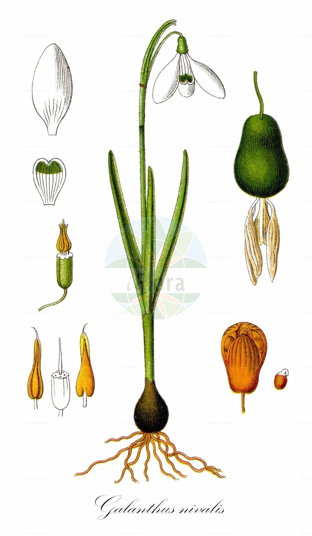 Historische Abbildung von Galanthus nivalis (Kleines Schneeglöckchen - Snowdrop). ---- Historical Drawing of Galanthus nivalis (Kleines Schneeglöckchen - Snowdrop).(Galanthus nivalis,Kleines Schneeglöckchen,Snowdrop,Chianthemum nivale,Galanthus alexandri,Galanthus imperati,Galanthus melvillei,Galanthus montanus,Galanthus nivalis,Galanthus scharlokii,Galanthus umbricus,Kleines Schneegloeckchen,Snowdrop,Common Snowdrop,Snow Flower,Galanthus,Schneeglöckchen,Snowdrop,Amaryllidaceae,Narzissengewächse,Amaryllis family,Sturm (1796f))