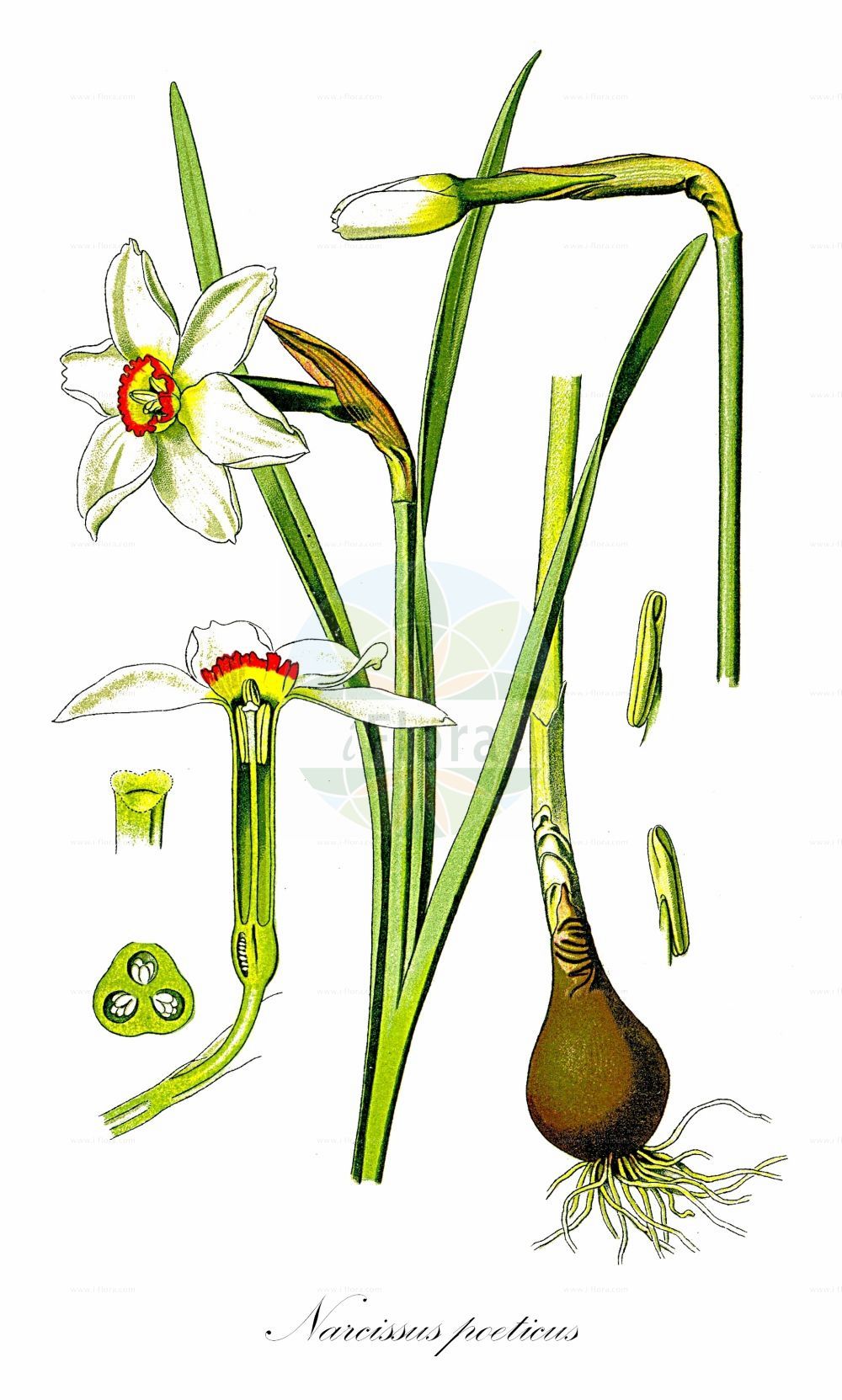 Historische Abbildung von Narcissus poeticus (Garten-Narzisse - Pheasant's-eye Daffodil). ---- Historical Drawing of Narcissus poeticus (Garten-Narzisse - Pheasant's-eye Daffodil).(Narcissus poeticus,Garten-Narzisse,Pheasant's-eye Daffodil,Autogenes poeticus,Narcissus poeticus,Garten-Narzisse,Weisse Narzisse,Pheasant's-eye Daffodil,Daffodil,Pheasant's Eye Narcissus,Poet's Narcissus,White Daffodil,Narcissus,Narzisse,Daffodils,Amaryllidaceae,Narzissengewächse,Amaryllis family,Thomé (1885))