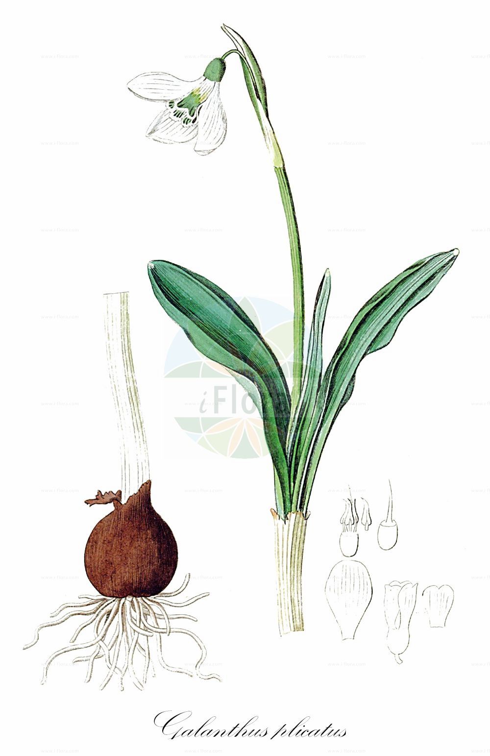 Historische Abbildung von Galanthus plicatus (Clusius-Schneeglöckchen - Pleated Snowdrop). Das Bild zeigt Blatt, Bluete, Frucht und Same. ---- Historical Drawing of Galanthus plicatus (Clusius-Schneeglöckchen - Pleated Snowdrop). The image is showing leaf, flower, fruit and seed.(Galanthus plicatus,Clusius-Schneeglöckchen,Pleated Snowdrop,Chianthemum plicatum,Galanthus plicatus,Clusius-Schneegloeckchen,Pleated Snowdrop,Galanthus,Schneeglöckchen,Snowdrop,Amaryllidaceae,Narzissengewächse,Amaryllis family,Blatt,Bluete,Frucht,Same,leaf,flower,fruit,seed,Botanical Register (1815-1828))