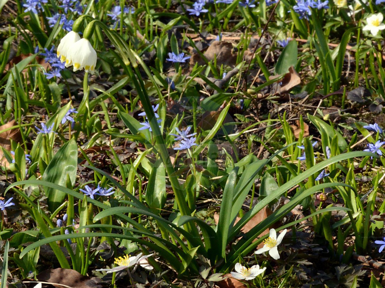 Foto von Leucojum vernum (Märzenbecher - Spring Snowflake). ---- Photo of Leucojum vernum (Märzenbecher - Spring Snowflake).(Leucojum vernum,Märzenbecher,Spring Snowflake,Erinosma verna,Galanthus vernus,Leucojum vernum,Nivaria verna,Maerzenbecher,Grosses Schneegloeckchen,Spring Snowflake,Leucojum,Knotenblume,Snowflake,Amaryllidaceae,Narzissengewächse,Amaryllis family)