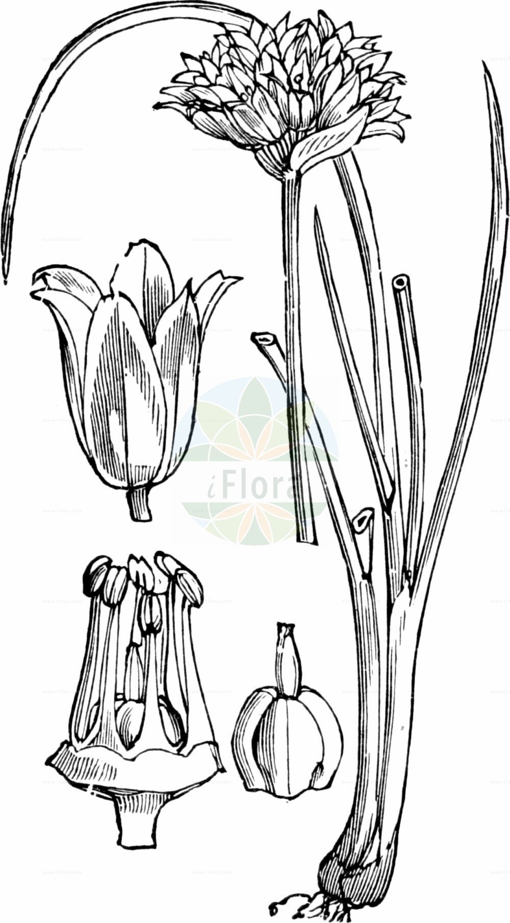 Historische Abbildung von Allium schoenoprasum (Gewöhnlicher Schnitt-Lauch - Chives). Das Bild zeigt Blatt, Bluete, Frucht und Same. ---- Historical Drawing of Allium schoenoprasum (Gewöhnlicher Schnitt-Lauch - Chives). The image is showing leaf, flower, fruit and seed.(Allium schoenoprasum,Gewöhnlicher Schnitt-Lauch,Chives,Allium schoenoprasum,Ascalonicum schoenoprasum,Cepa schoenoprasa,Porrum schoenoprasum,Porrum sibiricum,Schoenissa schoenoprasa,Schoenoprasum vulgare,Gewoehnlicher Schnitt-Lauch,Chives,Wild Chives,Allium,Lauch,Leek,Amaryllidaceae,Narzissengewächse,Amaryllis family,Blatt,Bluete,Frucht,Same,leaf,flower,fruit,seed,Fitch et al. (1880))