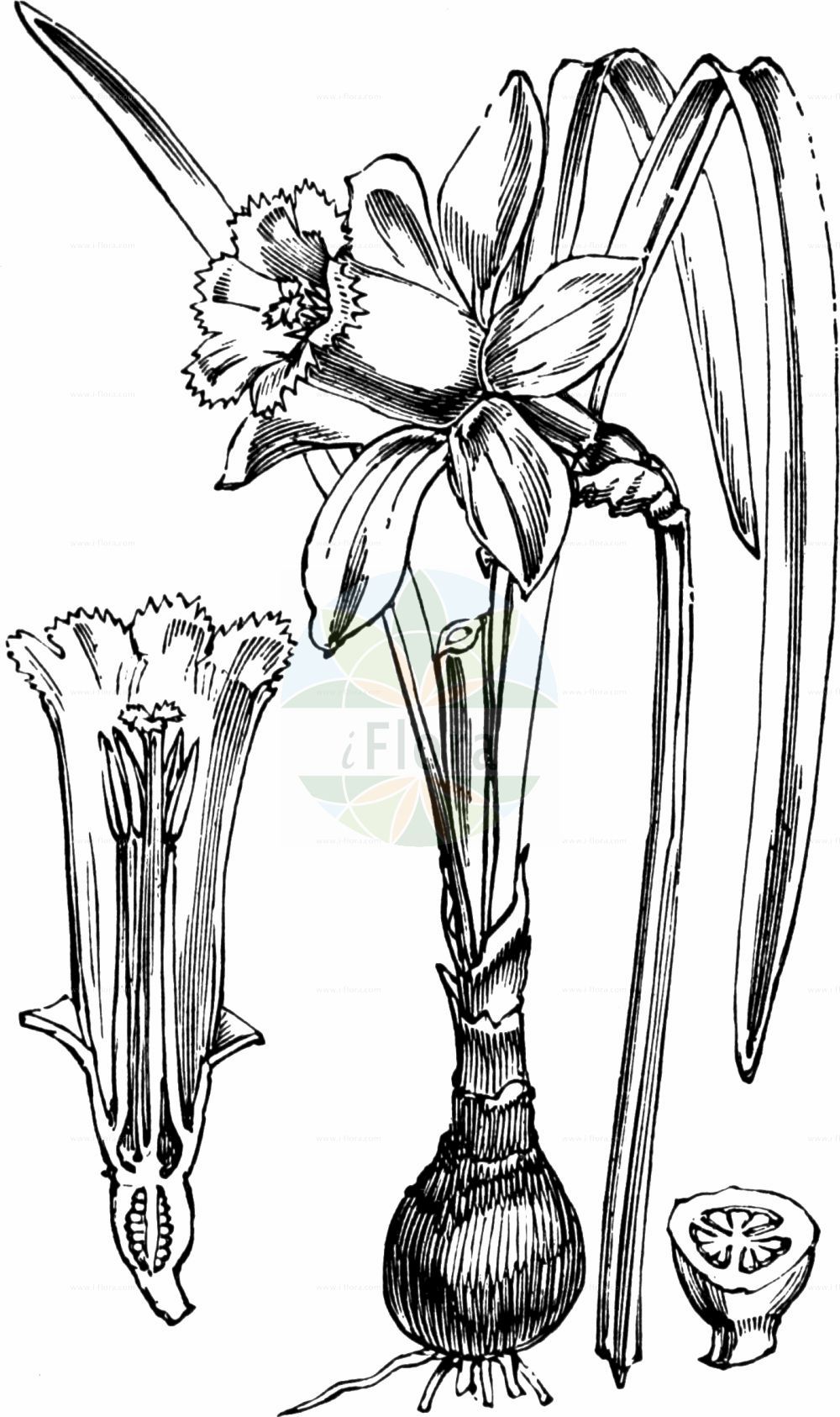 Historische Abbildung von Narcissus pseudonarcissus (Gelbe Narzisse - Spanish Daffodil). Das Bild zeigt Blatt, Bluete, Frucht und Same. ---- Historical Drawing of Narcissus pseudonarcissus (Gelbe Narzisse - Spanish Daffodil). The image is showing leaf, flower, fruit and seed.(Narcissus pseudonarcissus,Gelbe Narzisse,Spanish Daffodil,Ajax pseudonarcissus,Narcissus pseudonarcissus,Gelbe Narzisse,Spanish Daffodil,Daffodil,Lent Lily,Wild Daffodil,Wild Lent Lily,Wild Narcissus,Yellow Daffodil,Narcissus,Narzisse,Daffodils,Amaryllidaceae,Narzissengewächse,Amaryllis family,Blatt,Bluete,Frucht,Same,leaf,flower,fruit,seed,Fitch et al. (1880))