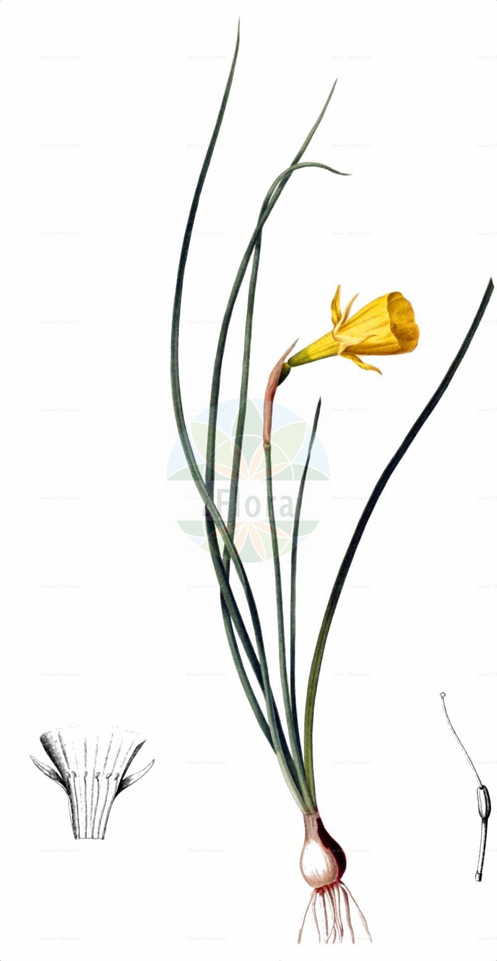 Historische Abbildung von Narcissus bulbocodium (Reifrock-Narzisse - Hoop-petticoat Daffodil). Das Bild zeigt Blatt, Bluete, Frucht und Same. ---- Historical Drawing of Narcissus bulbocodium (Reifrock-Narzisse - Hoop-petticoat Daffodil). The image is showing leaf, flower, fruit and seed.(Narcissus bulbocodium,Reifrock-Narzisse,Hoop-petticoat Daffodil,Corbularia bulbocodium,Narcissus bulbocodium,Narcissus bulbocodium var. genuinus,Reifrock-Narzisse,Hoop-petticoat Daffodil,Hoop Petticoat,Petticoat Daffodil,Jonquil,Narcissus,Narzisse,Daffodils,Amaryllidaceae,Narzissengewächse,Amaryllis family,Blatt,Bluete,Frucht,Same,leaf,flower,fruit,seed)