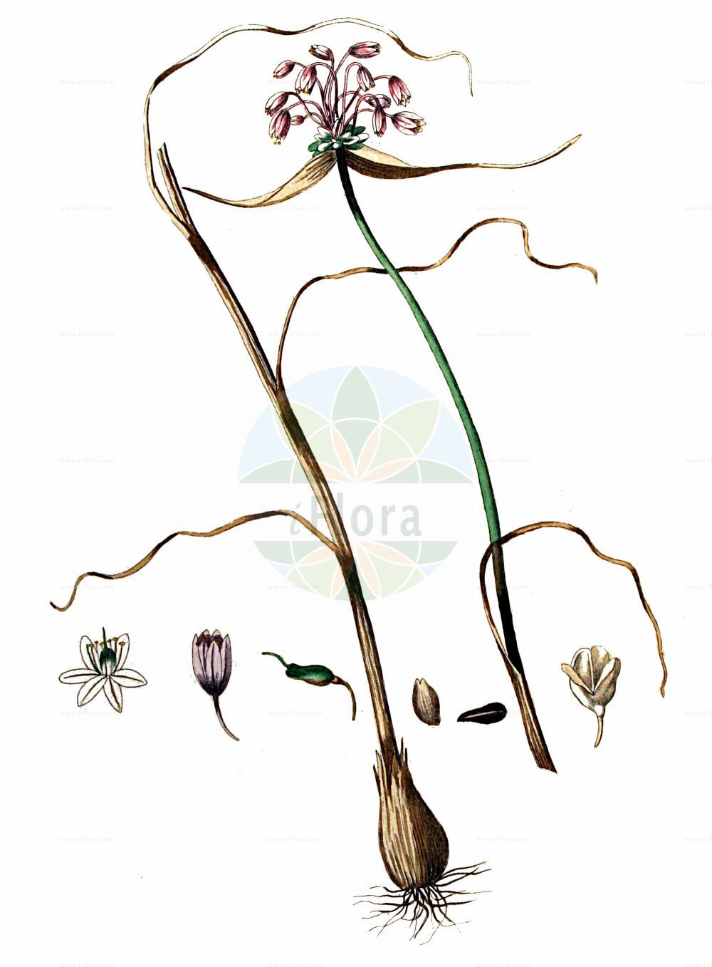 Historische Abbildung von Allium oleraceum (Gemüse-Lauch - Field Garlic). Das Bild zeigt Blatt, Bluete, Frucht und Same. ---- Historical Drawing of Allium oleraceum (Gemüse-Lauch - Field Garlic). The image is showing leaf, flower, fruit and seed.(Allium oleraceum,Gemüse-Lauch,Field Garlic,Allium complanatum,Allium intermedium,Allium oleraceum,Allium oxypetalum,Allium parviflorum,Allium scabrum,Allium virens,Cepa oleracea,Codonoprasum alpicola,Codonoprasum complanatum,Codonoprasum intermedium,Codonoprasum oleraceum,Codonoprasum viridiflorum,Porrum oleraceum,Raphione oleracea,Gemuese-Lauch,Glocken-Lauch,Field Garlic,Pot-herb Onion,Allium,Lauch,Leek,Amaryllidaceae,Narzissengewächse,Amaryllis family,Blatt,Bluete,Frucht,Same,leaf,flower,fruit,seed,Kops (1800-1934))