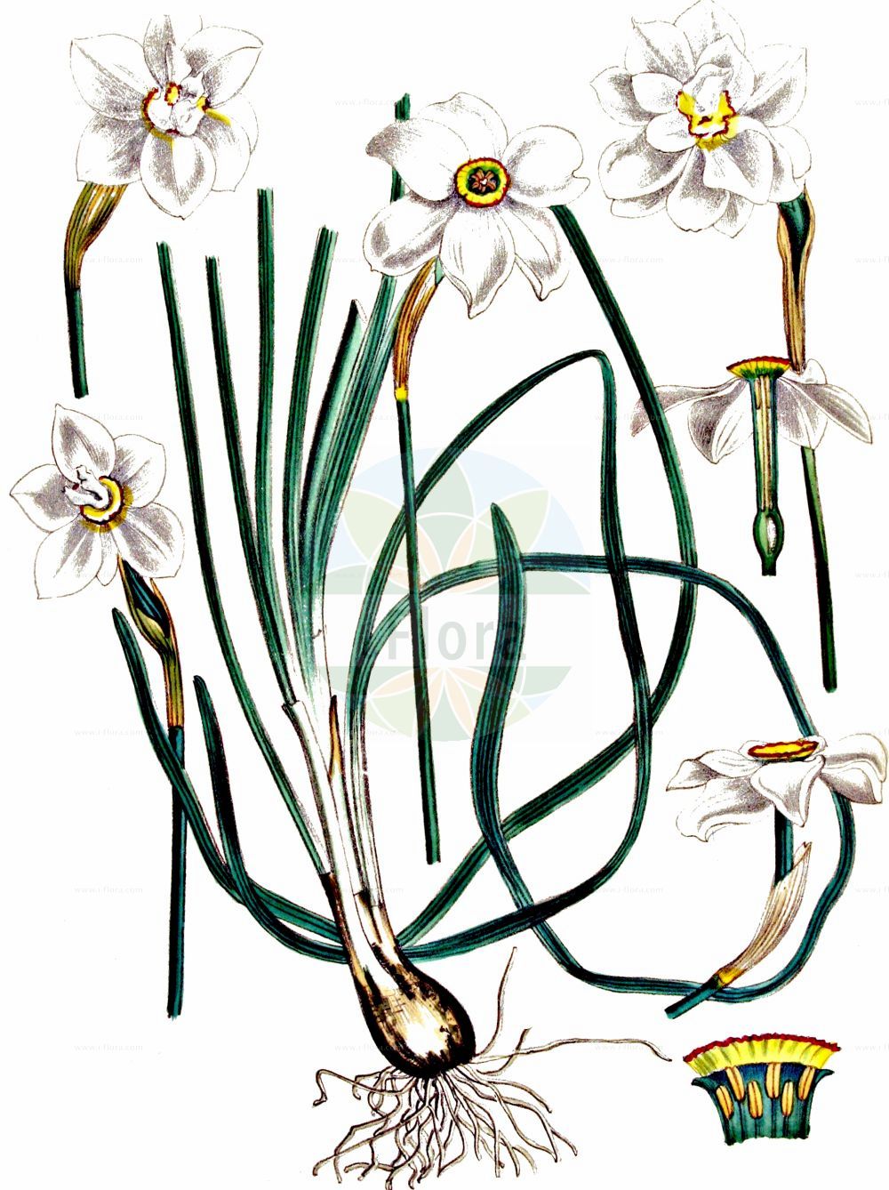 Historische Abbildung von Narcissus poeticus (Garten-Narzisse - Pheasant's-eye Daffodil). Das Bild zeigt Blatt, Bluete, Frucht und Same. ---- Historical Drawing of Narcissus poeticus (Garten-Narzisse - Pheasant's-eye Daffodil). The image is showing leaf, flower, fruit and seed.(Narcissus poeticus,Garten-Narzisse,Pheasant's-eye Daffodil,Autogenes poeticus,Narcissus poeticus,Garten-Narzisse,Weisse Narzisse,Pheasant's-eye Daffodil,Daffodil,Pheasant's Eye Narcissus,Poet's Narcissus,White Daffodil,Narcissus,Narzisse,Daffodils,Amaryllidaceae,Narzissengewächse,Amaryllis family,Blatt,Bluete,Frucht,Same,leaf,flower,fruit,seed,Kops (1800-1934))