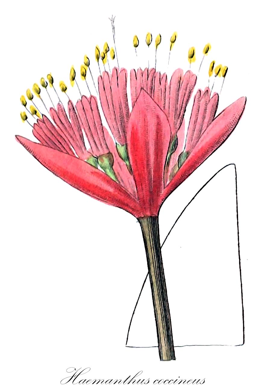 Haemanthus coccineus - Amaryllidaceae,Plantae,Pteridobiotina,Angiosperms,Asparagales,Amaryllidaceae,Haemanthus,Haemanthus coccineus,Haemanthus callosus, Haemanthus carinatus, Haemanthus coarctatus, Haemanthus concolor, Haemanthus crassipes, Haemanthus hookerianus, Haemanthus hyalocarpus, Haemanthus latifolius, Haemanthus moschatus, Haemanthus splendens, Haemanthus tigrinus, Haemanthus zebrinus, Perihemia coarctata