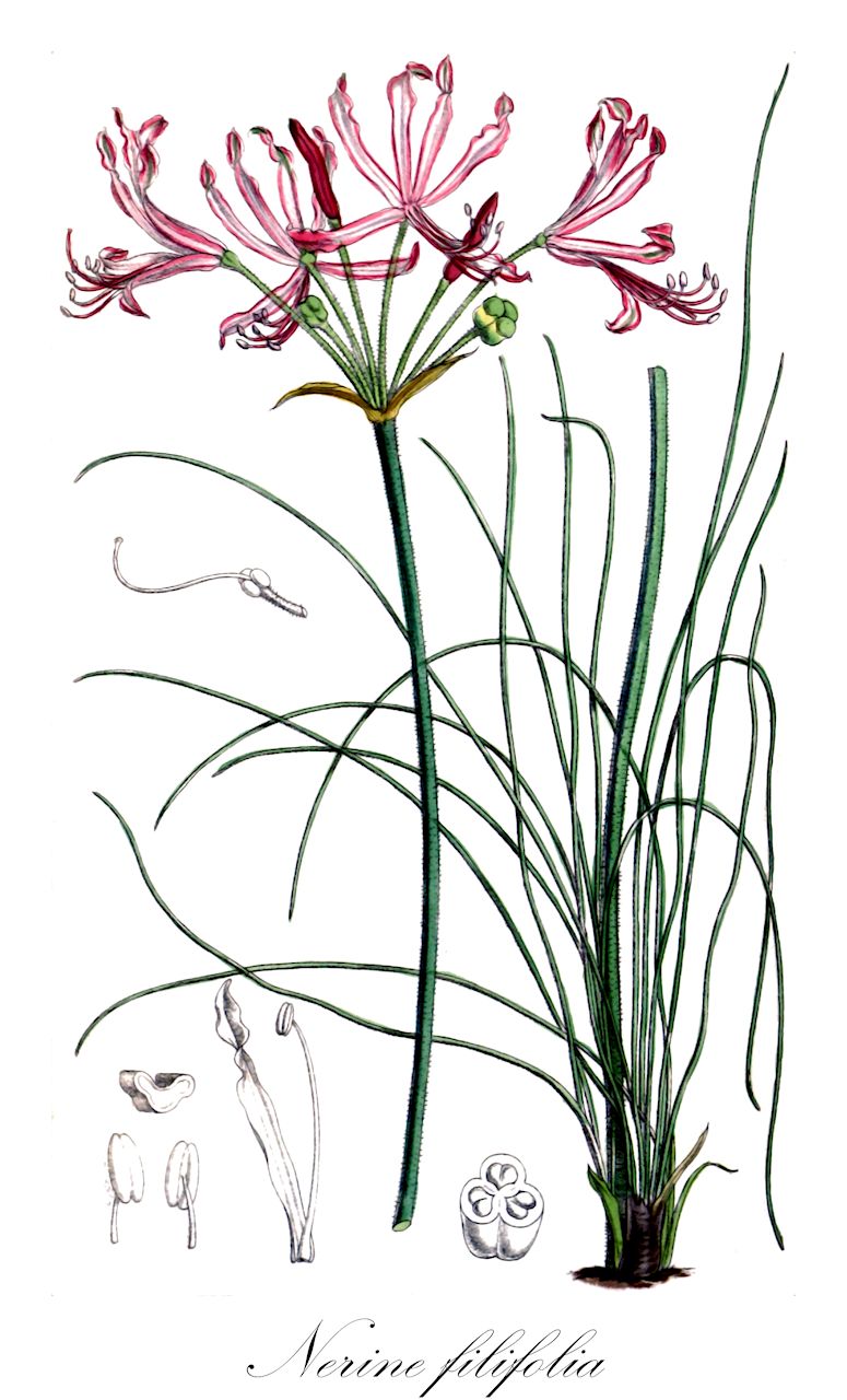 Nerine filifolia - Amaryllidaceae,Plantae,Pteridobiotina,Angiosperms,Asparagales,Amaryllidaceae,Nerine,Nerine filifolia,Imhofia filifolia, Nerine filifolia var. parviflora, Nerine parviflora