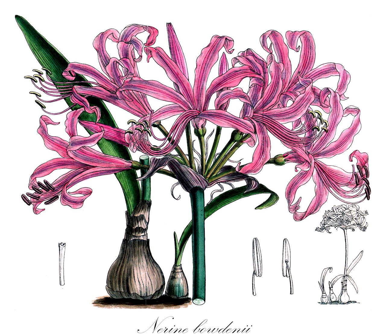 Nerine bowdenii - Amaryllidaceae,Plantae,Pteridobiotina,Angiosperms,Asparagales,Amaryllidaceae,Nerine,Nerine bowdenii,Nerine veitchii