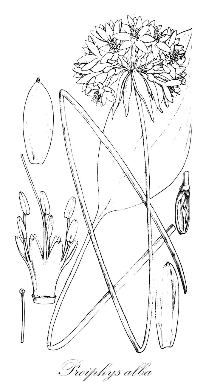 Proiphys alba - Amaryllidaceae,Plantae,Pteridobiotina,Angiosperms,Asparagales,Amaryllidaceae,Proiphys,Proiphys alba,Calostemma album, Calostemma scott-sellickianum, Eurycles alba