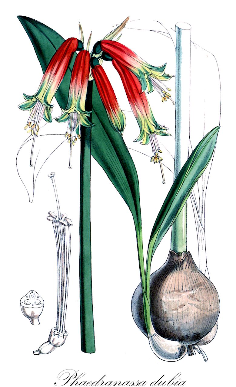 Phaedranassa dubia - Amaryllidaceae,Plantae,Pteridobiotina,Angiosperms,Asparagales,Amaryllidaceae,Phaedranassa,Phaedranassa dubia,Collania dubia, Crinum quitense, Haemanthus dubius, Phaedranassa chloracra, Phaedranassa obtusa, Phaedranassa ventricosa, Phycella chloracra, Phycella obtusa