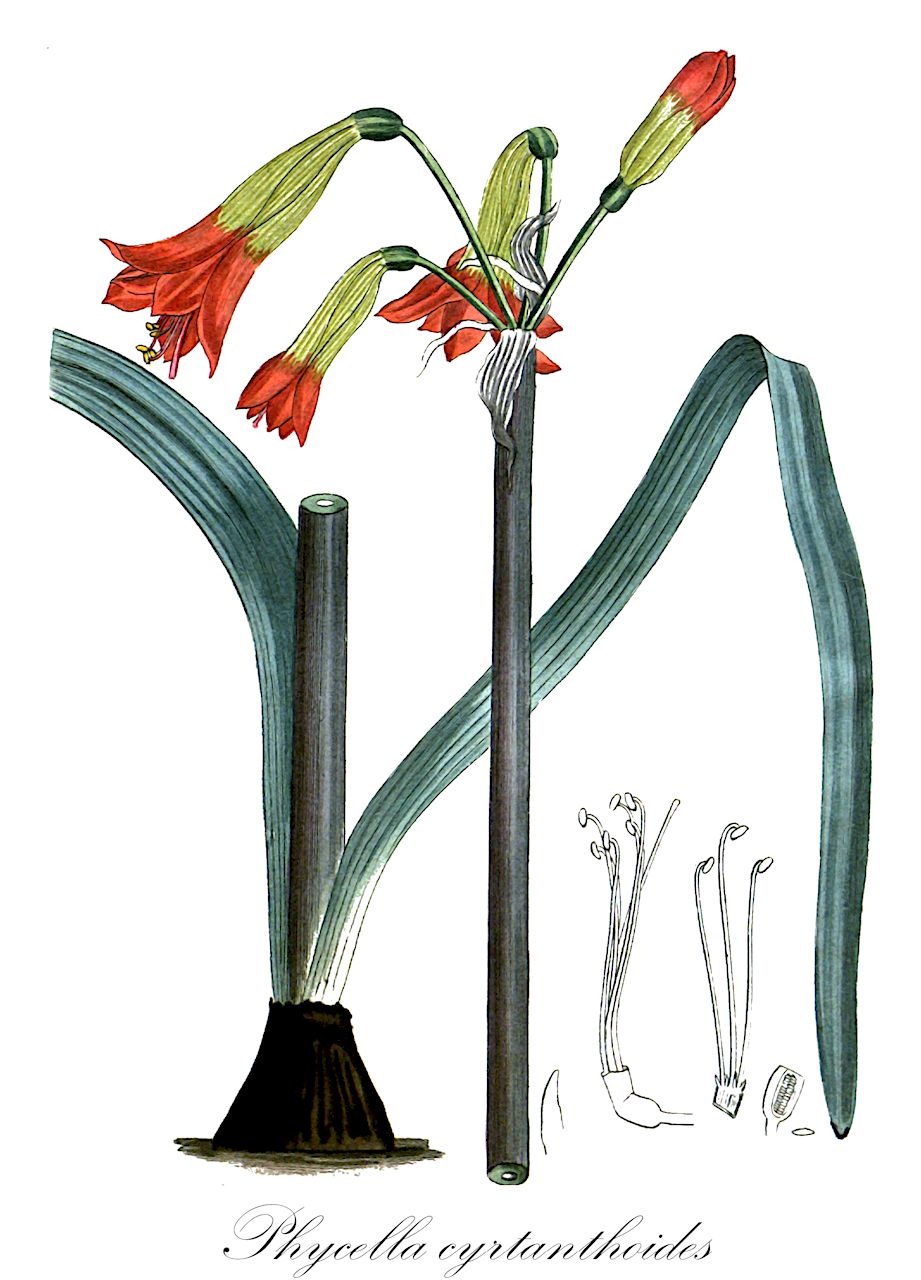 Phycella cyrtanthoides - Amaryllidaceae,Plantae,Pteridobiotina,Angiosperms,Asparagales,Amaryllidaceae,Phycella,Phycella cyrtanthoides,Amaryllis cyrtanthoides, Amaryllis demissa, Amaryllis ignea, Amaryllis magnifica, Amaryllis philippiana, Eustephia corusca, Eustephia cyrtanthoides, Eustephia ignea, Hippeastrum angustifolium, Hippeastrum igneum, Hippeastrum igneum, Phycella angustifolia, Phycella attenuata, Phycella attenuata var. latifolia, Phycella attenuata var. macraeana, Phycella attenuata var. obtusifolia, Phycella biflora, Phycella corusca, Phycella glauca, Phycella ignea, Phycella ignea var. corusca, Phycella ignea var. glauca, Phycella ignea var. pulchra, Phycella macraeana, Phycella magnifica, Phycella obtusifolia