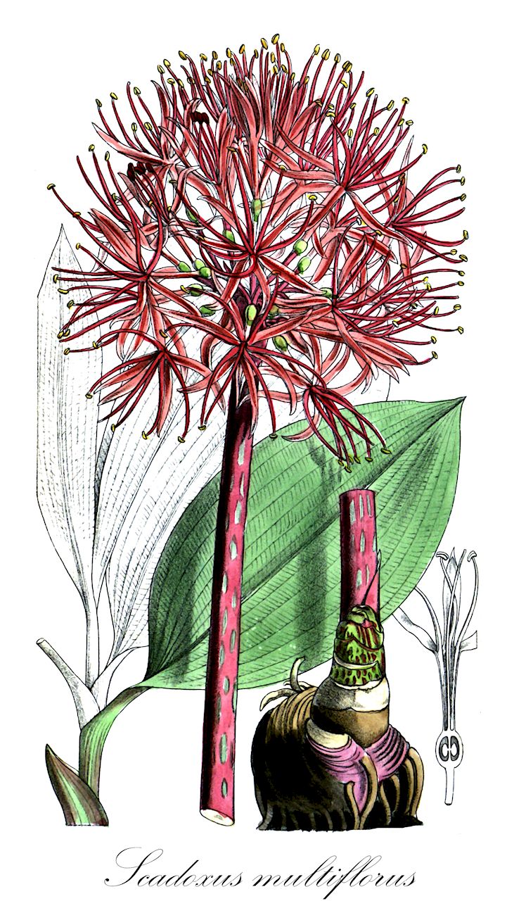 Scadoxus multiflorus - Amaryllidaceae,Plantae,Pteridobiotina,Angiosperms,Asparagales,Amaryllidaceae,Scadoxus,Scadoxus multiflorus,Amaryllis multiflora, Haemanthus multiflorus, Haemanthus sacculus, Haemanthus tenuiflorus, Haemanthus tenuiflorus var. coccineus, Haemanthus tenuiflorus var. mocambicensis, Nerissa multiflorus