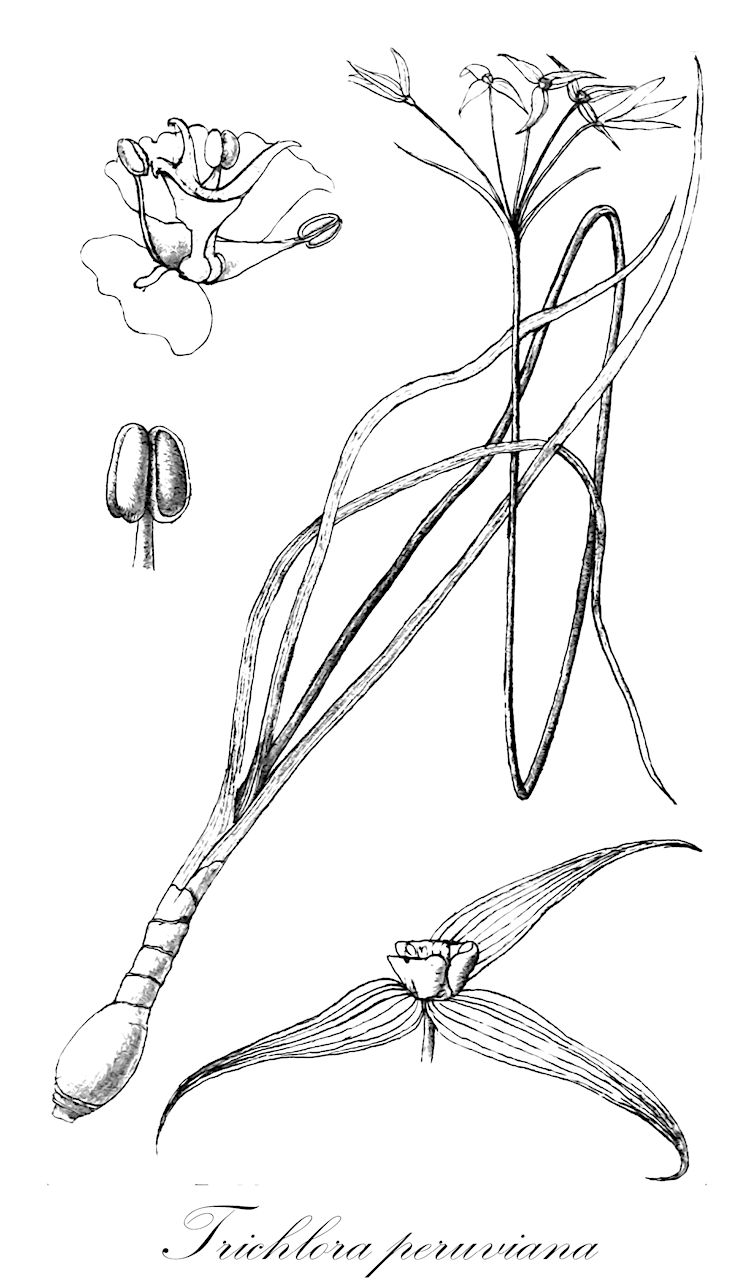 Trichlora peruviana - Amaryllidaceae,Plantae,Pteridobiotina,Angiosperms,Asparagales,Amaryllidaceae,Trichlora,Trichlora peruviana