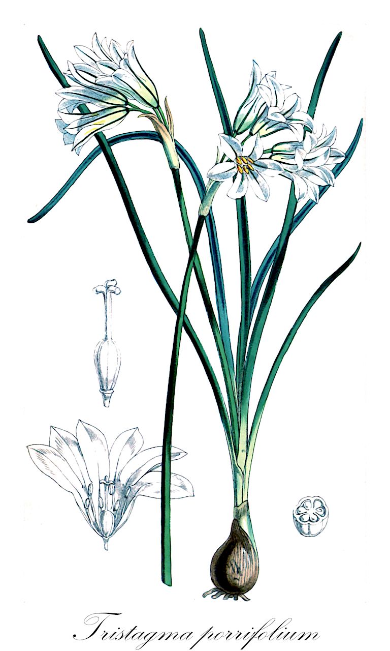 Tristagma porrifolium - Amaryllidaceae,Plantae,Pteridobiotina,Angiosperms,Asparagales,Amaryllidaceae,Tristagma,Tristagma porrifolium,Brodiaea porrifolia, Brodiaea porrifolia, Hookera porrifolia, Ipheion porrifolium, Milla porrifolia, Triteleia porrifolia