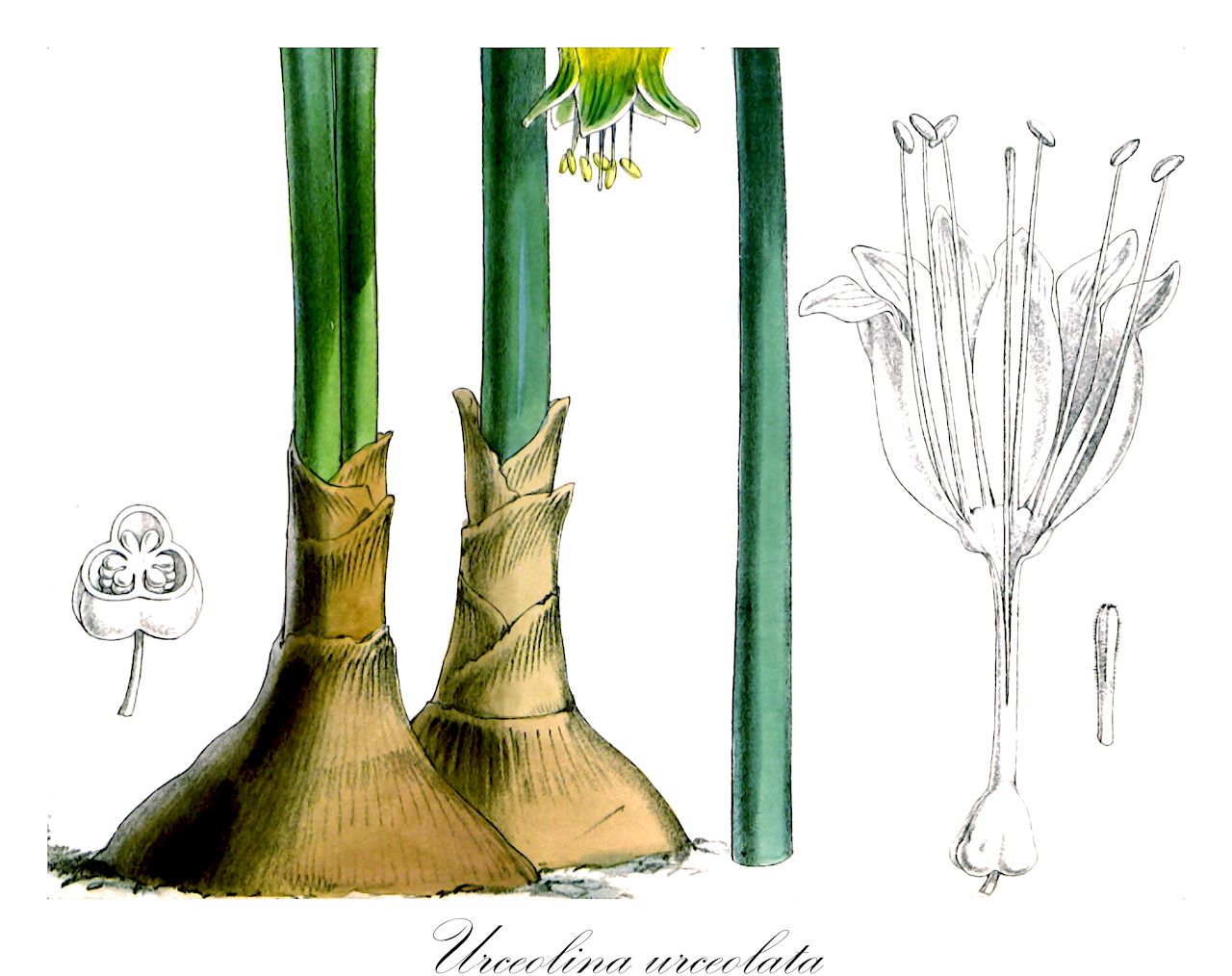 Urceolina urceolata - Amaryllidaceae,Plantae,Pteridobiotina,Angiosperms,Asparagales,Amaryllidaceae,Urceolina,Urceolina urceolata,Collania aurea, Collania urceolata, Crinum urceolatum, Leperiza urceolata, Urceolaria pendula, Urceolina aurea, Urceolina pendula