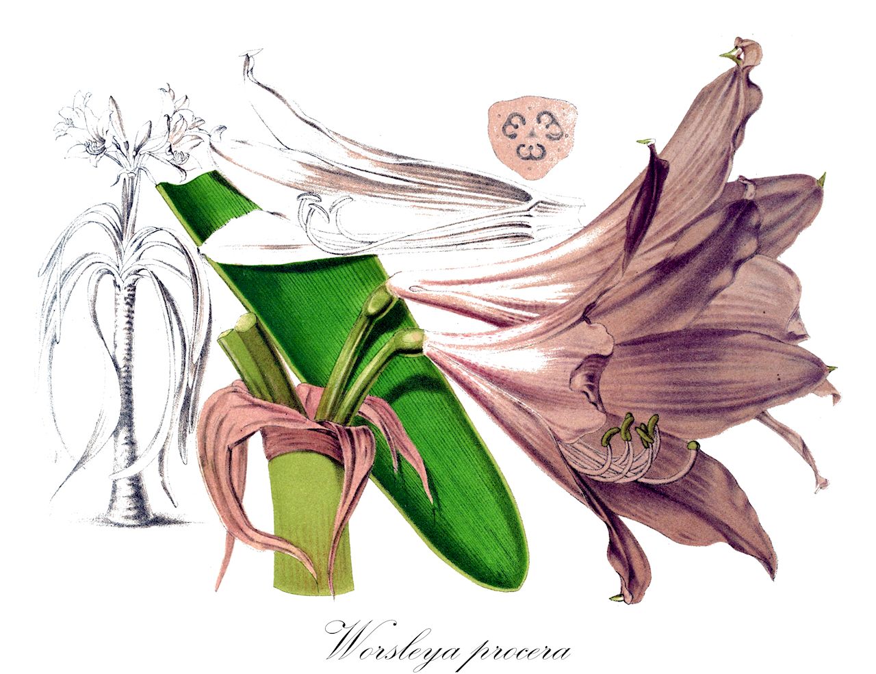 Worsleya procera - Amaryllidaceae,Plantae,Pteridobiotina,Angiosperms,Asparagales,Amaryllidaceae,Worsleya,Worsleya procera,Amaryllis procera, Amaryllis rayneri, Hippeastrum procerum, Worsleya rayneri,Blaue amaryllis